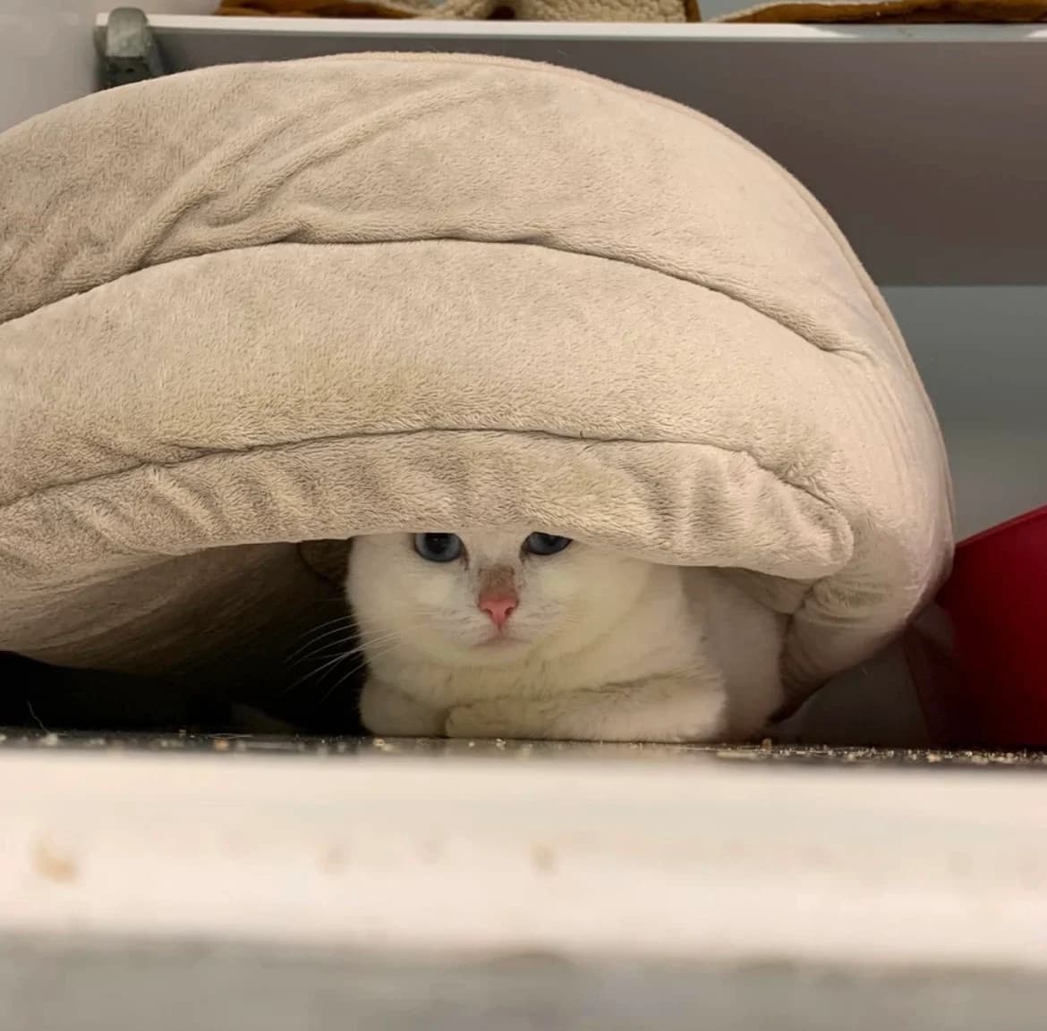 Neige, female 4yo Mixed Breed for adoption at Arche de Noé Brest
