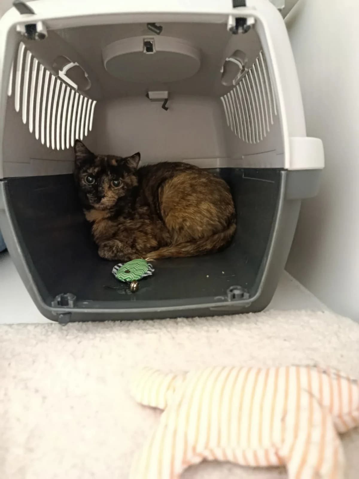 Pocahontas, female 5yo Mixed Breed for adoption at Arche de Noé Brest