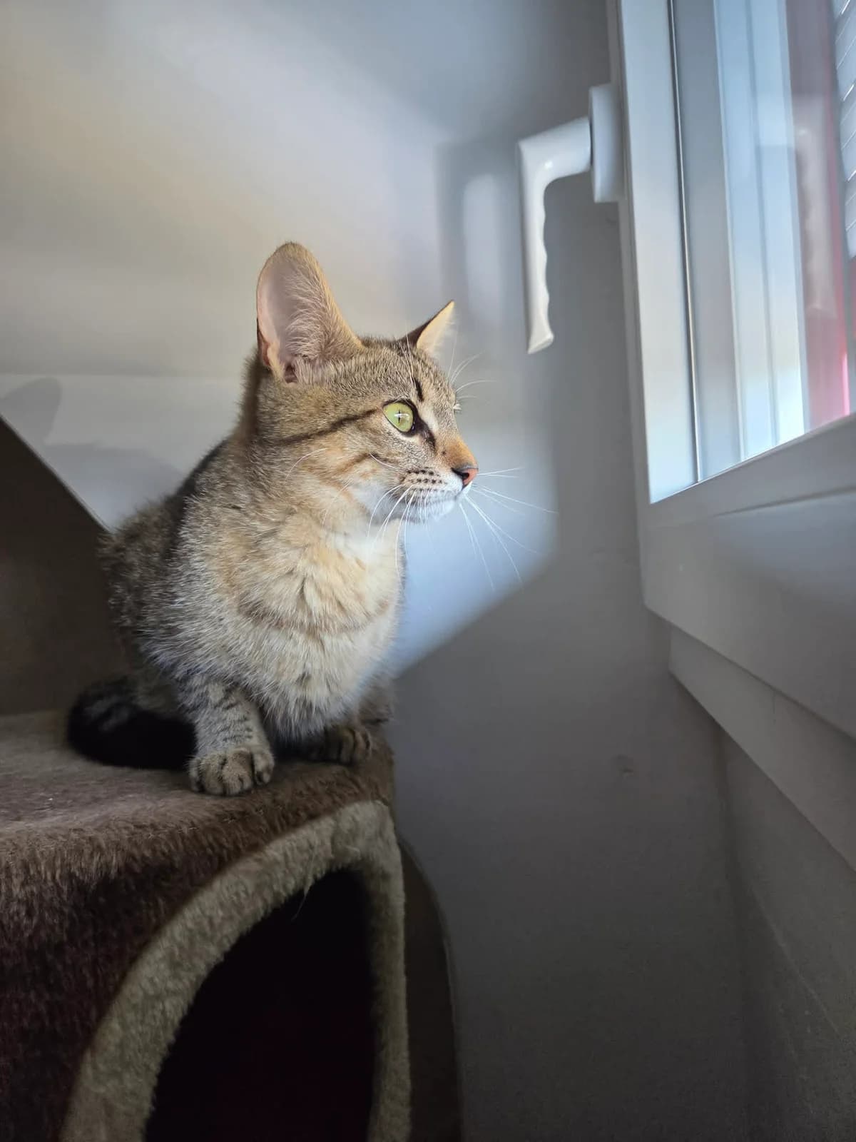 Arriety, female young Mixed Breed for adoption at Arche de Noé Brest