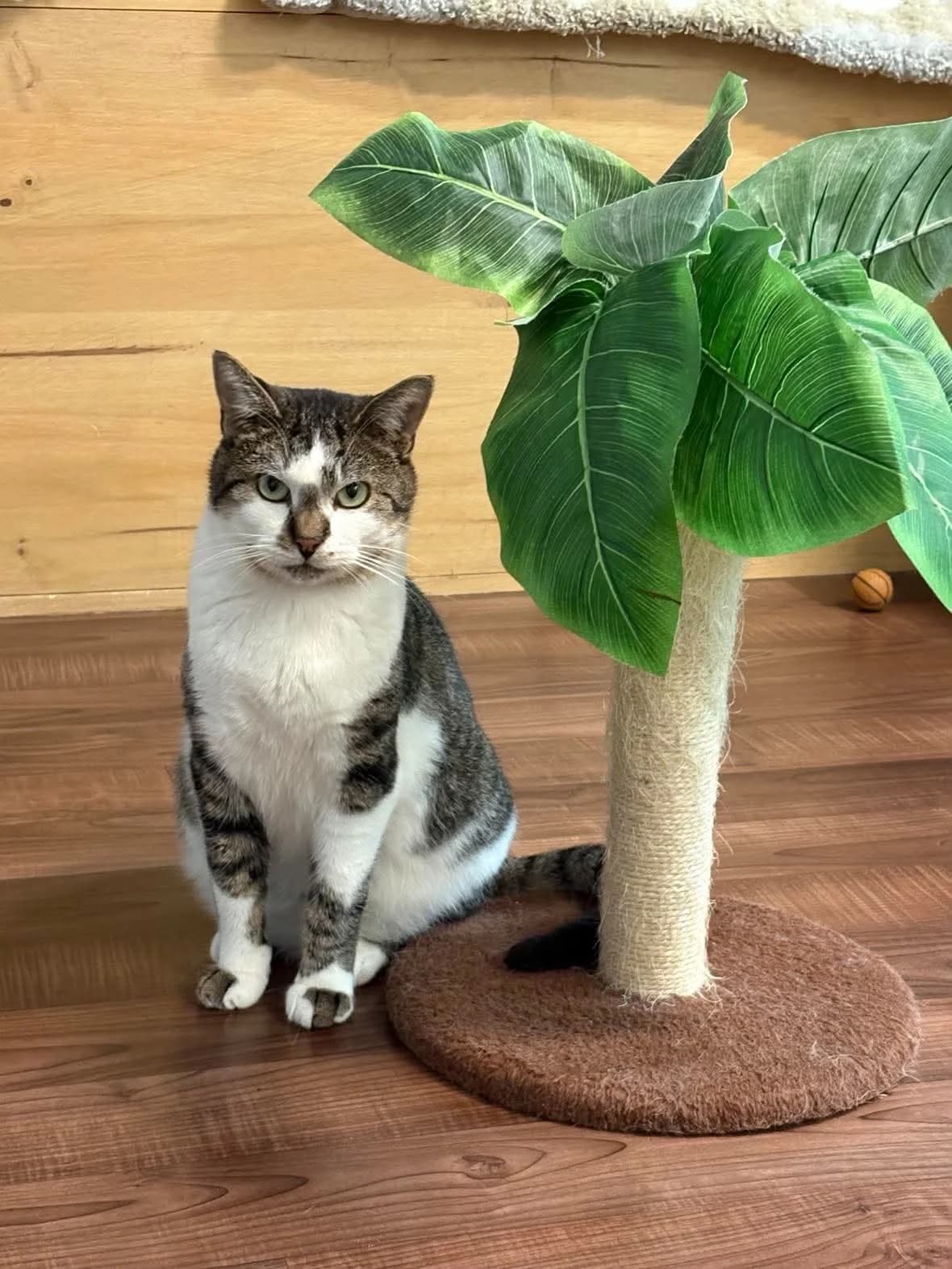 Saphir, male senior Mixed Breed for adoption at Arche de Noé Brest