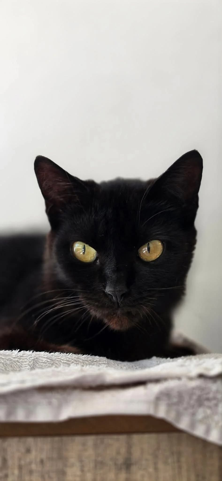 Cobalt, male senior Mixed Breed for adoption at Arche de Noé Brest