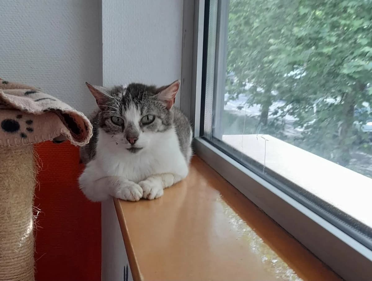 Ambre, female senior Mixed Breed for adoption at Arche de Noé Brest