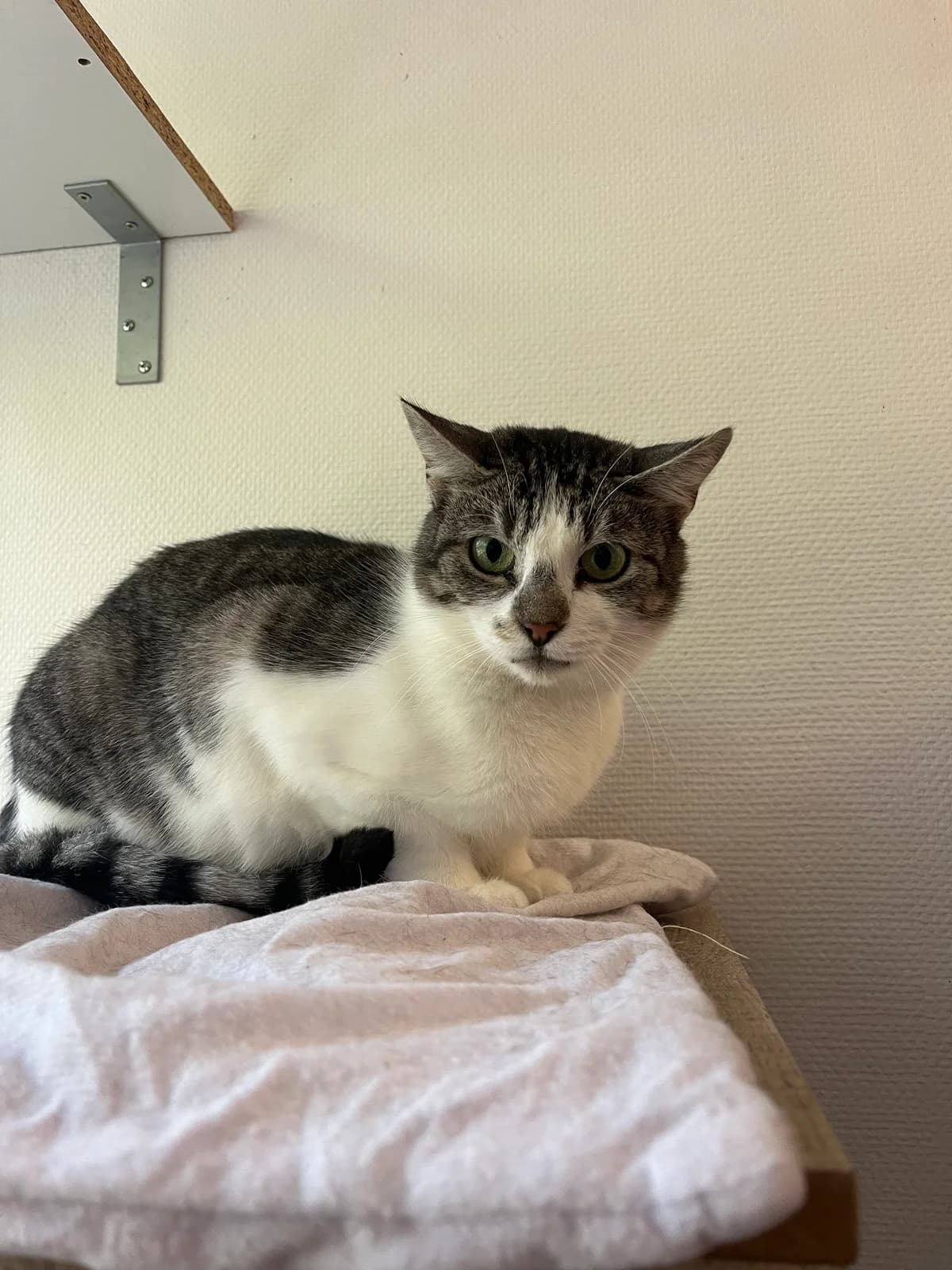 Ambre, female senior Mixed Breed for adoption at Arche de Noé Brest