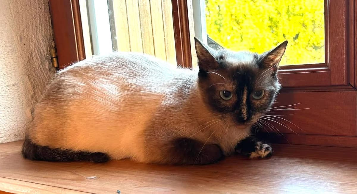 Perla, female young Mixed Breed for adoption at Arche de Noé Brest