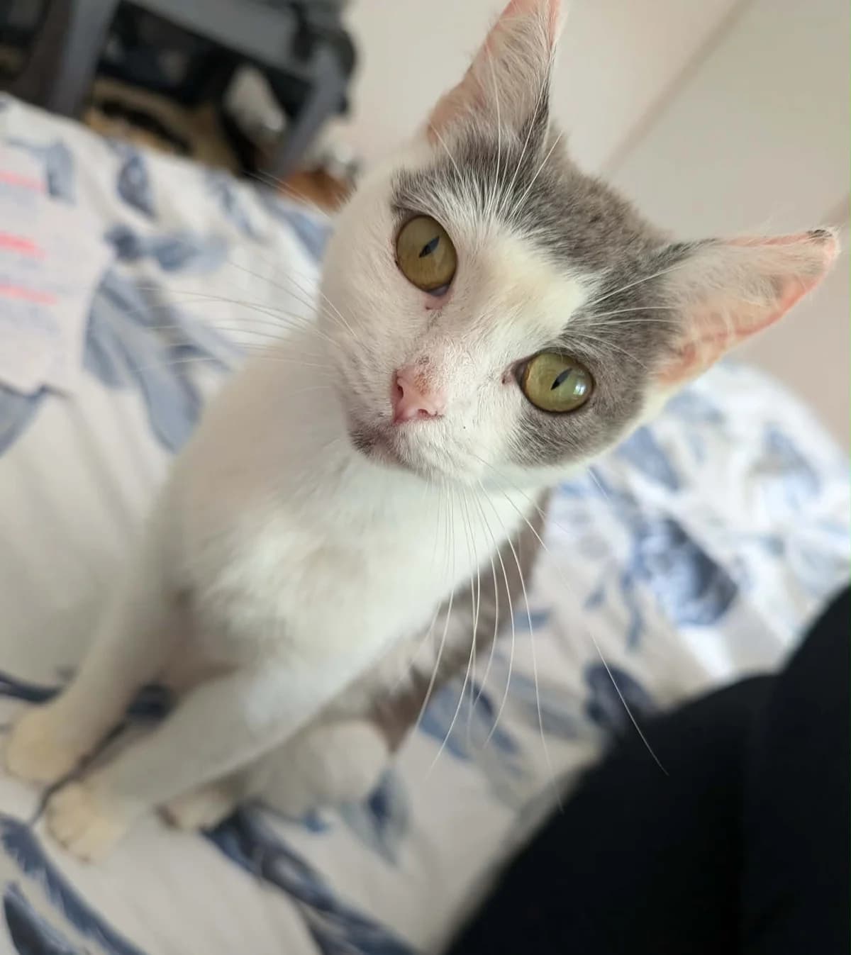 Raya, female young Mixed Breed for adoption at Arche de Noé Brest