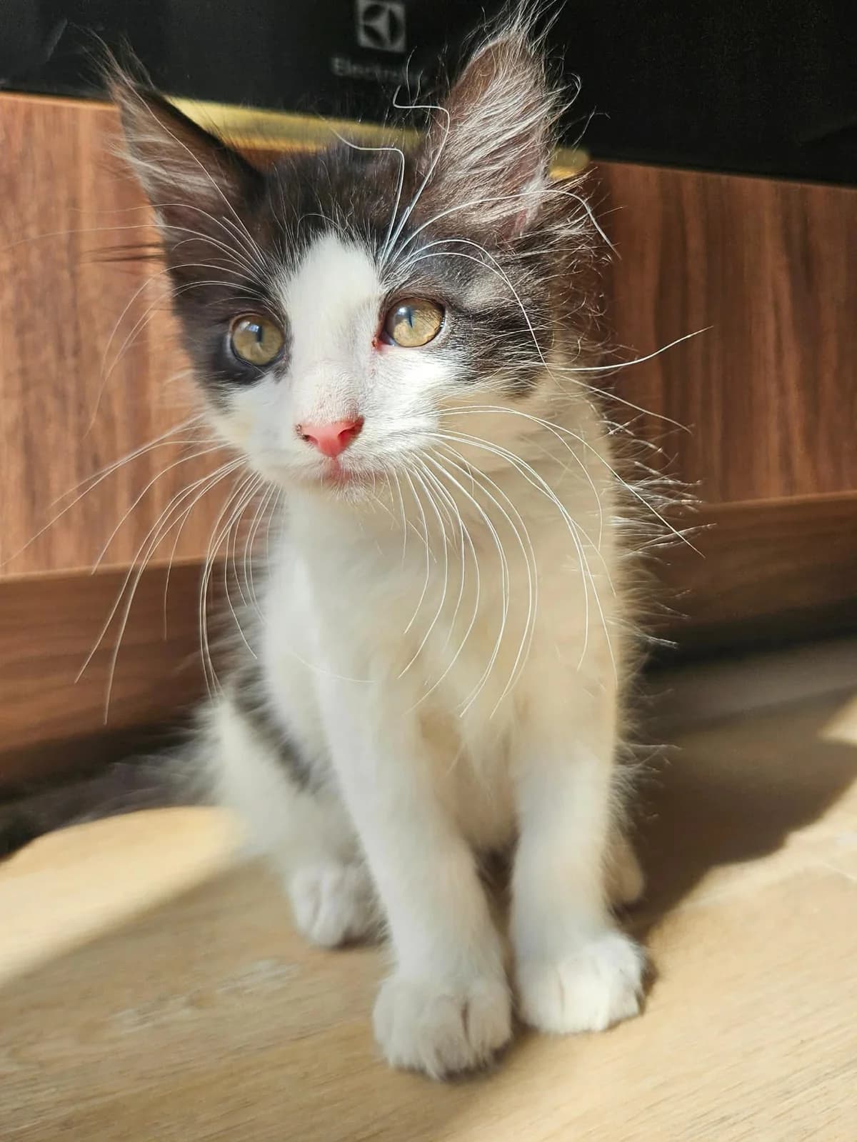 Bugatti, male puppy Mixed Breed for adoption at Arche de Noé Brest