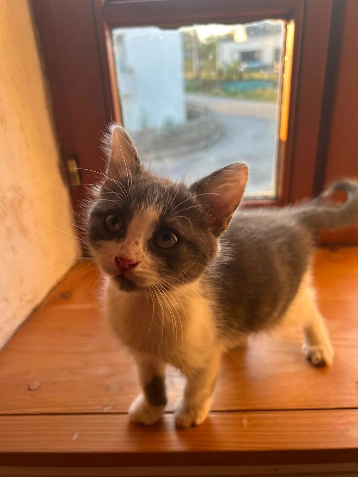 Biarritz, male puppy Mixed Breed for adoption at Arche de Noé Brest