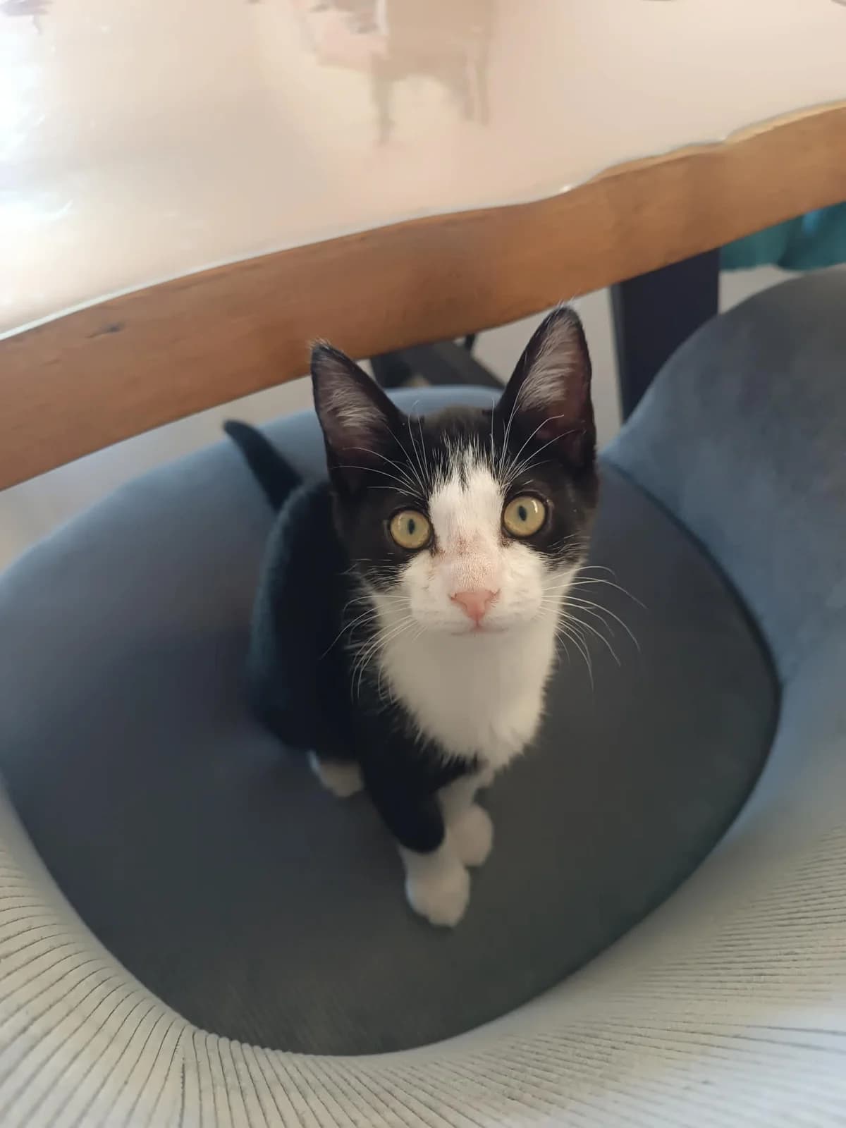 Bernadette, female puppy Mixed Breed for adoption at Arche de Noé Brest