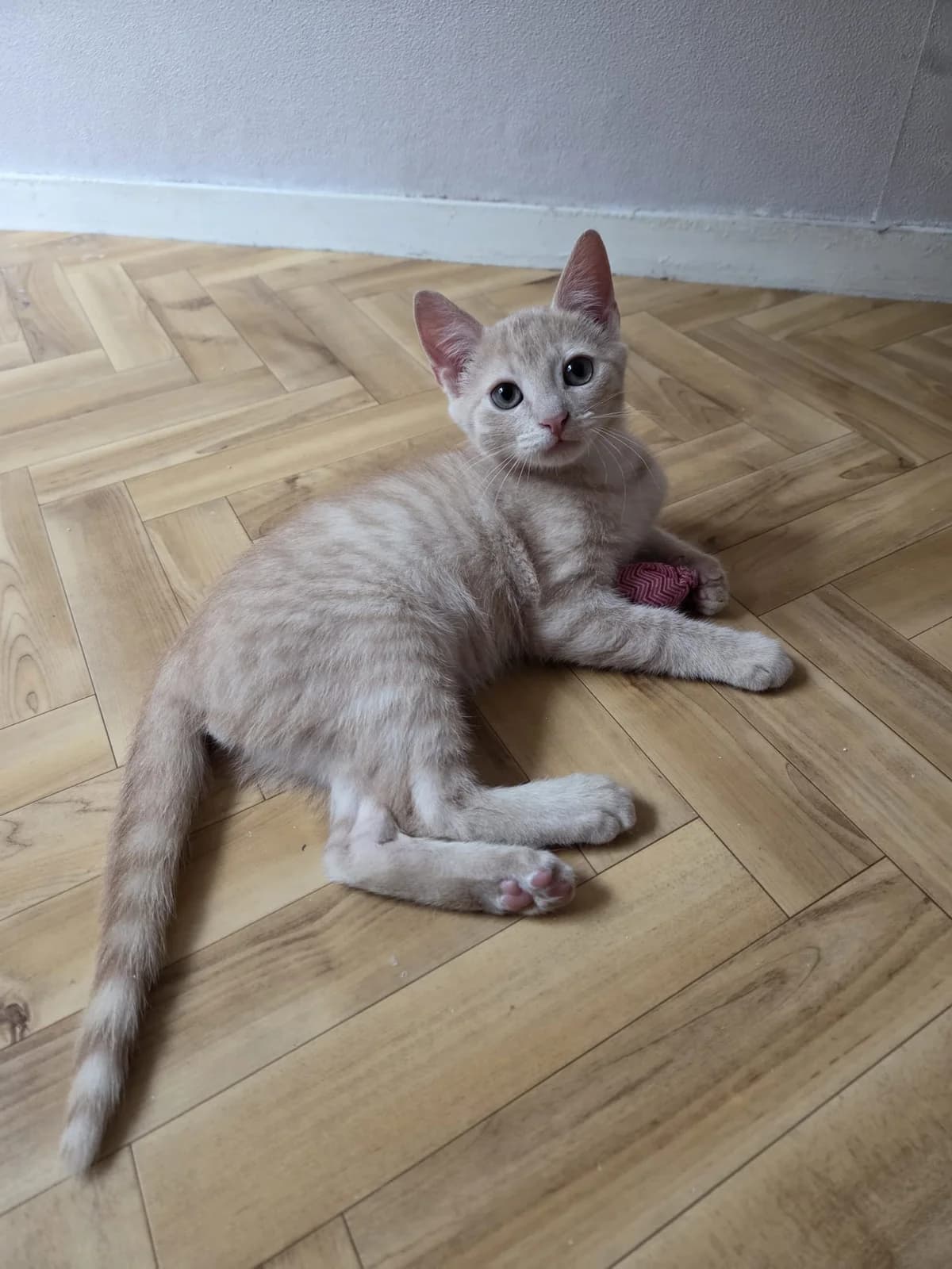 Bijou et Balzac, female puppy Mixed Breed for adoption at Arche de Noé Brest