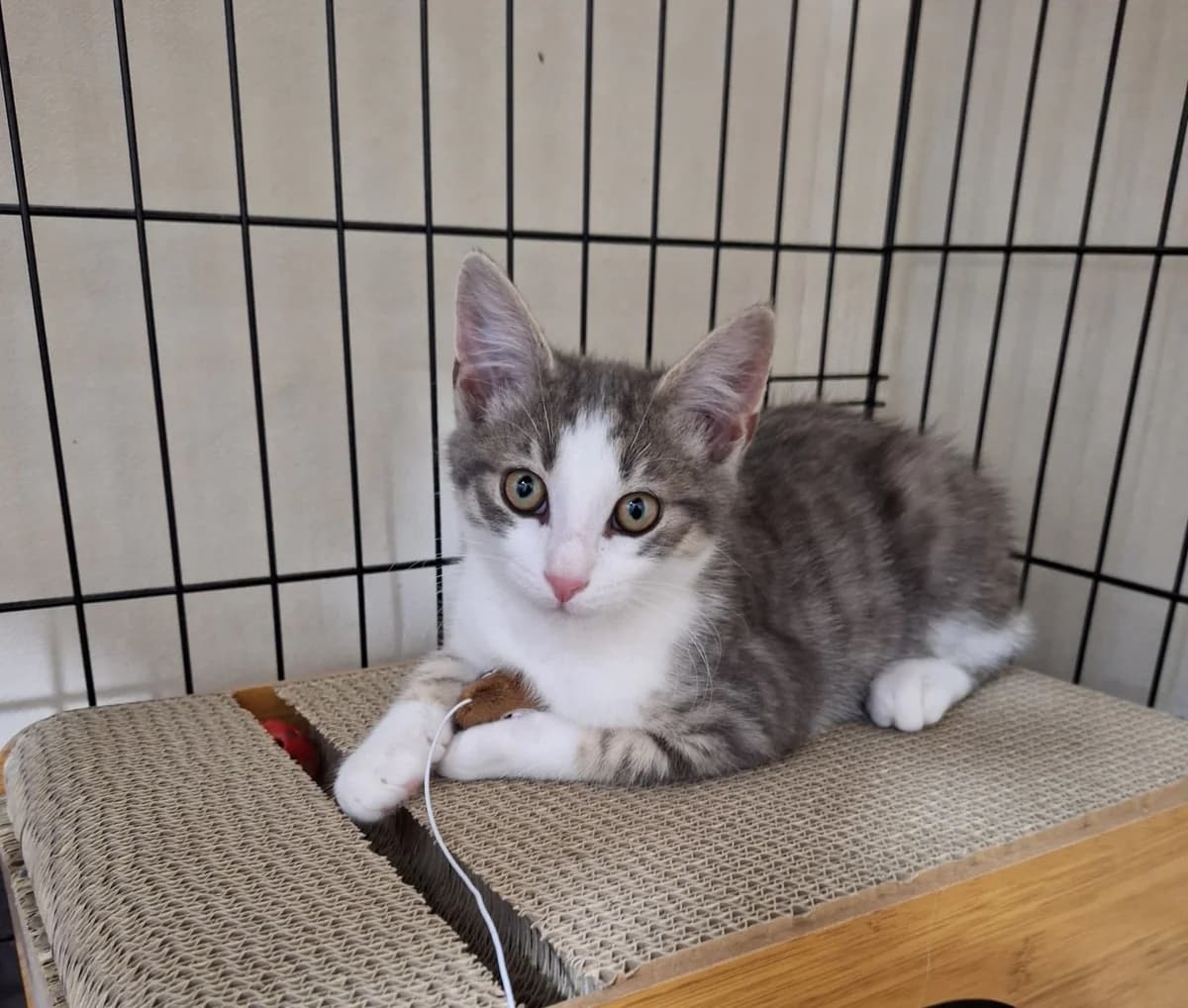 Banger, male puppy Mixed Breed for adoption at Arche de Noé Brest