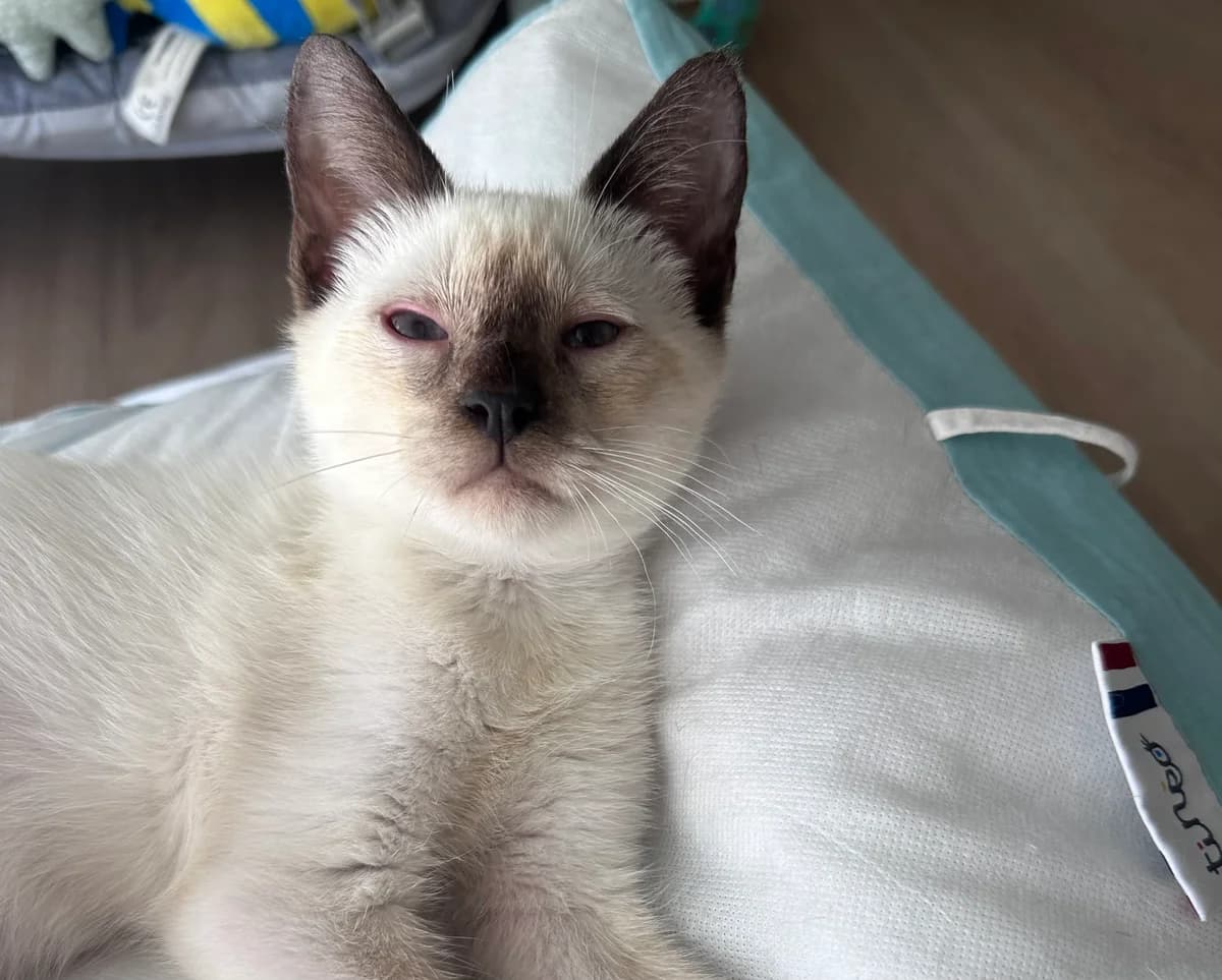 Basile, male puppy Mixed Breed for adoption at Arche de Noé Brest