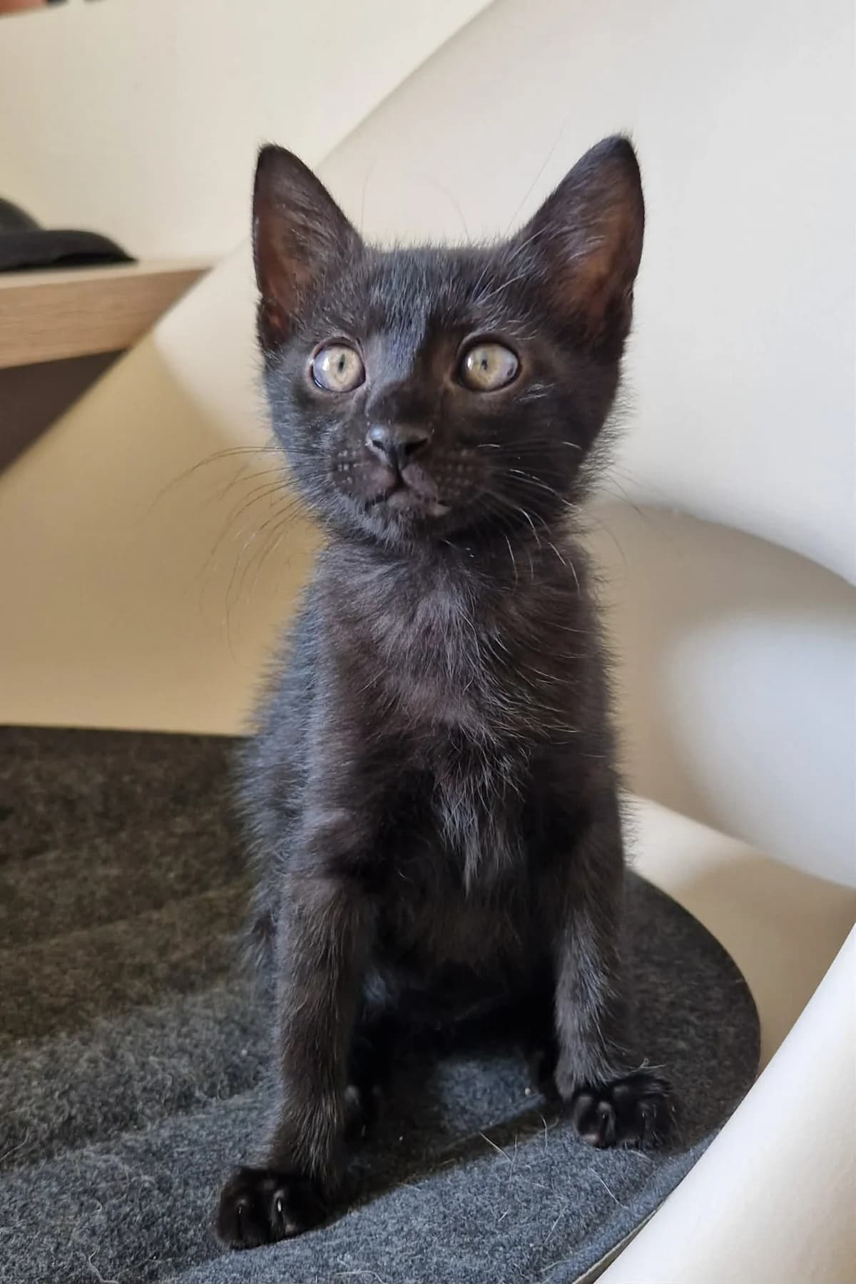 Barnabé, male puppy Mixed Breed for adoption at Arche de Noé Brest