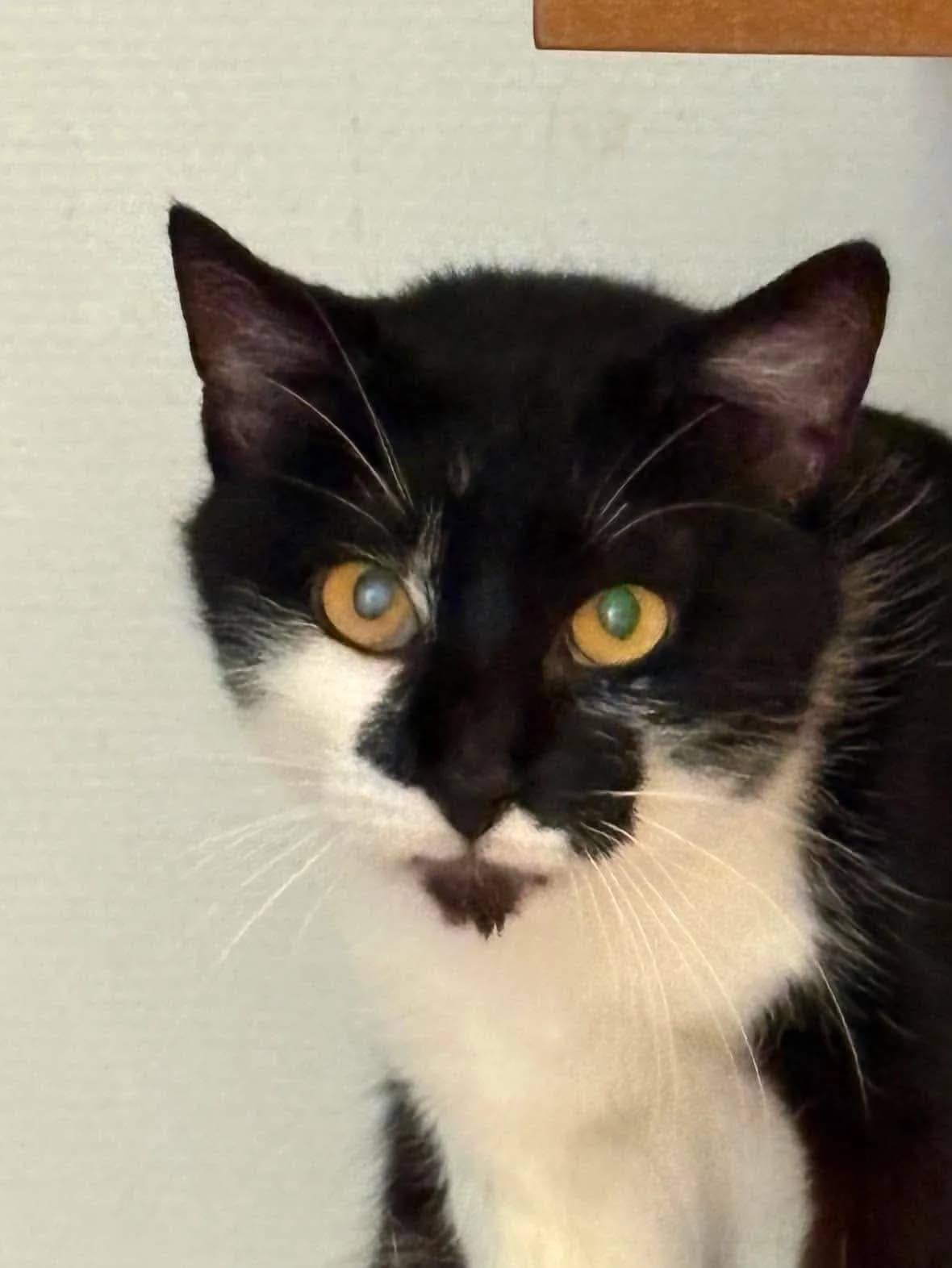 Cristale, female senior Mixed Breed for adoption at Arche de Noé Brest