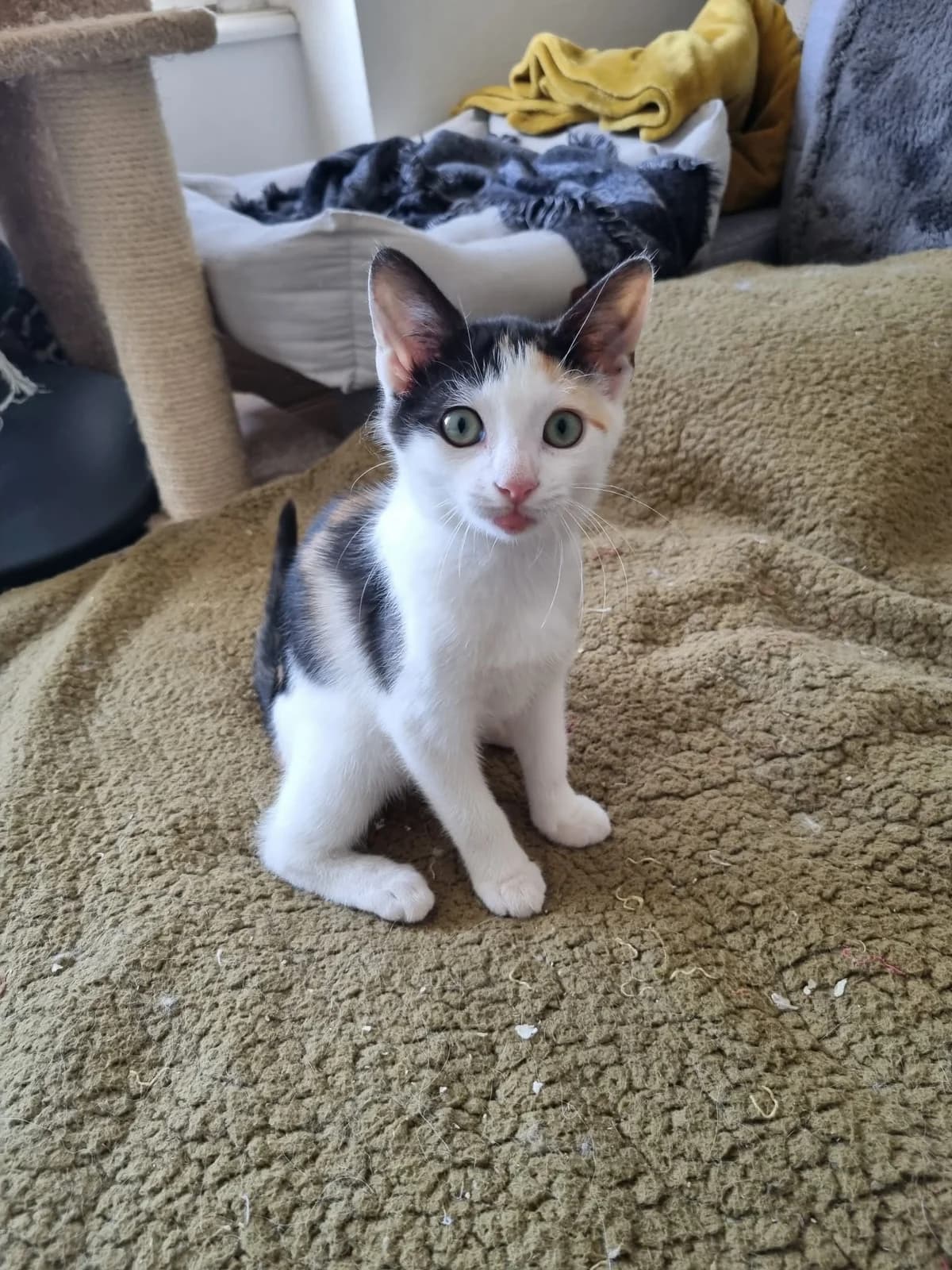 Boop, female puppy Mixed Breed for adoption at Arche de Noé Brest