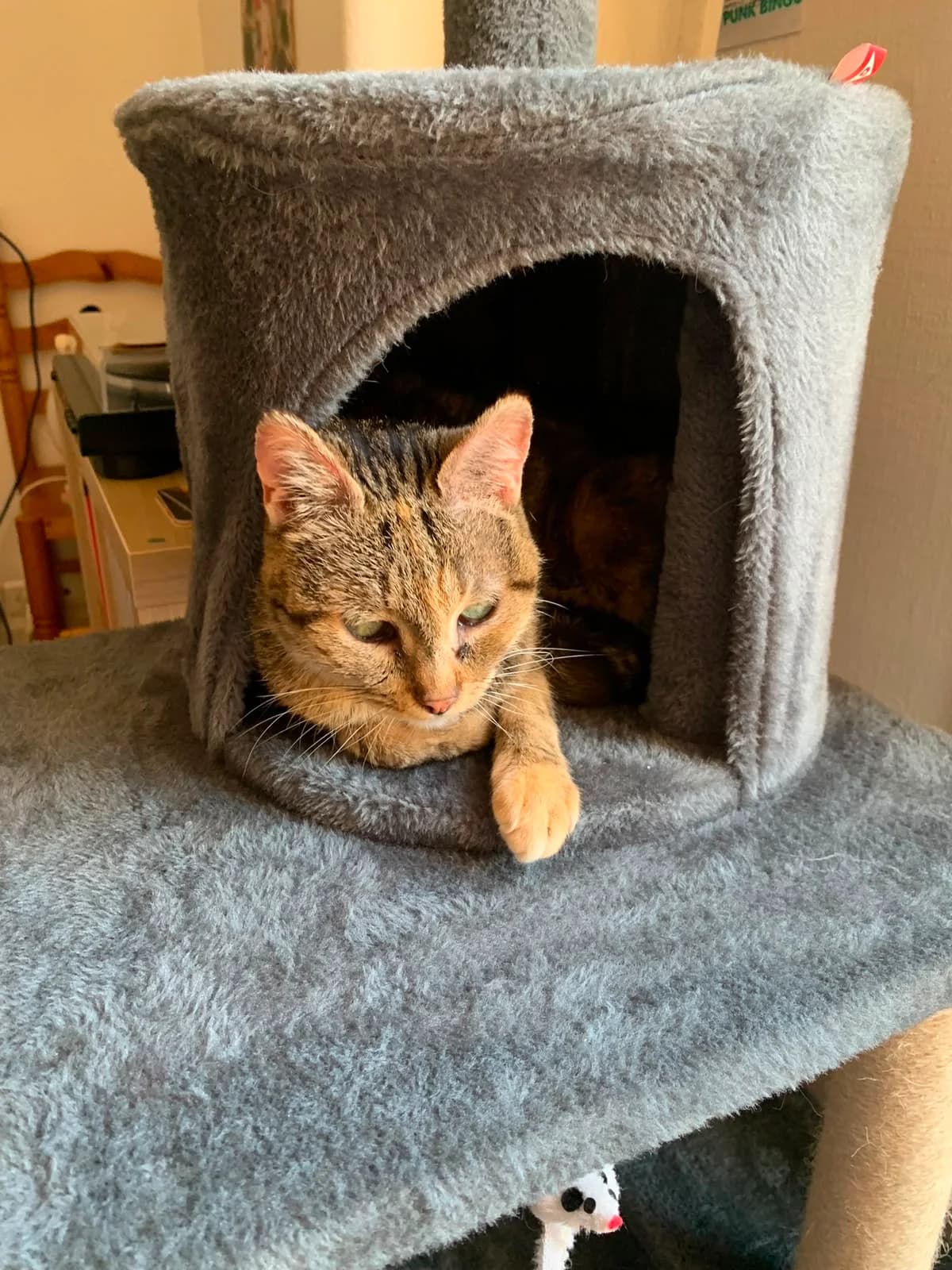 Java, female senior Mixed Breed for adoption at Arche de Noé Brest