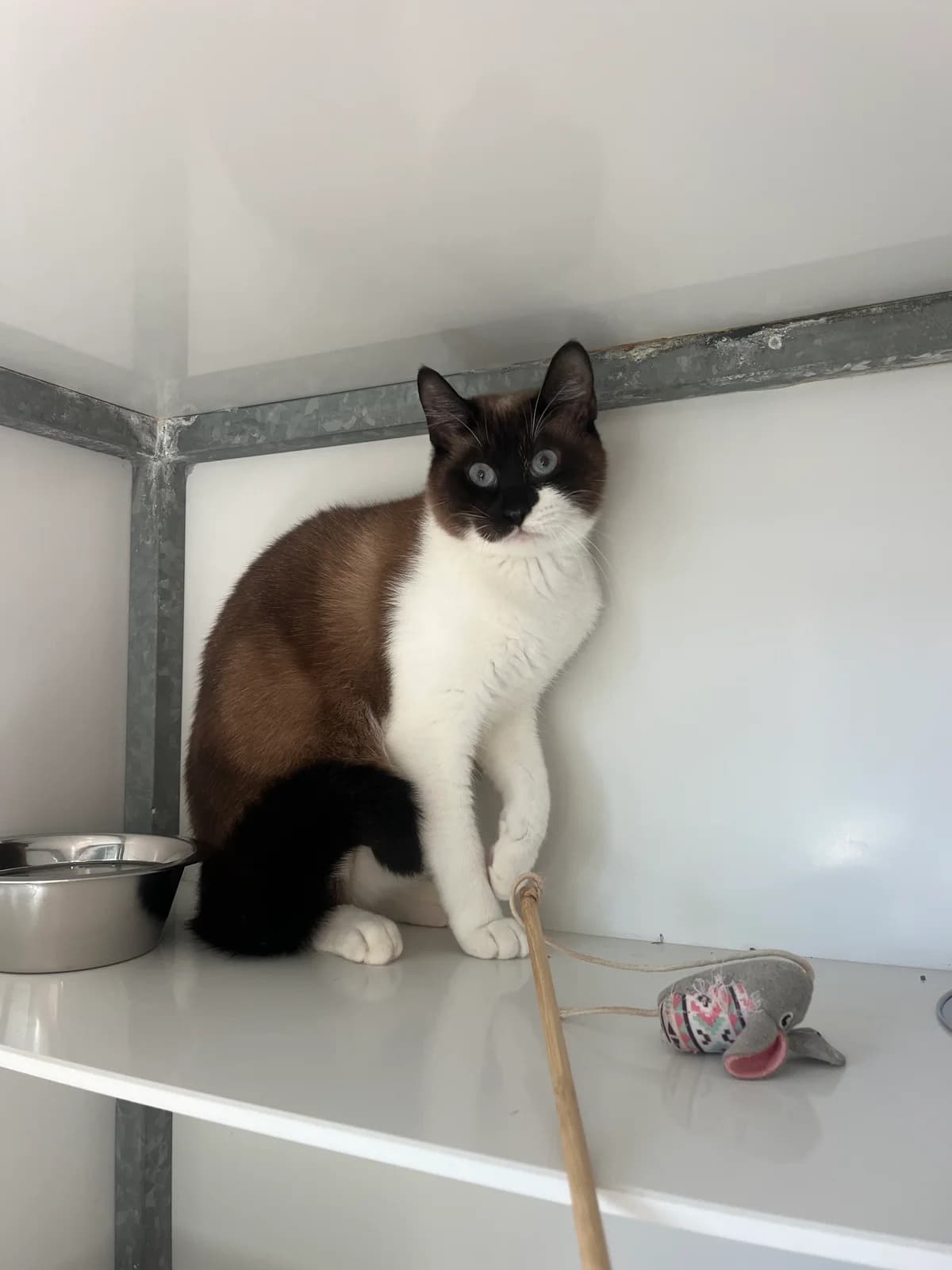 Abajour, male young Mixed Breed for adoption at Arche de Noé Brest