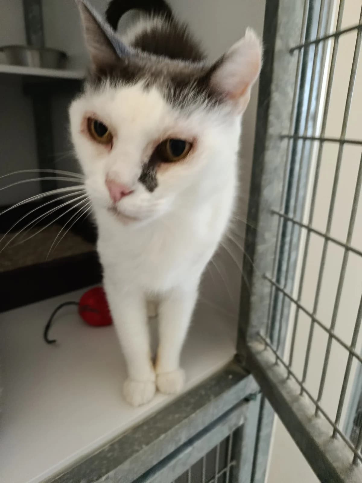 Missouri, female senior Mixed Breed for adoption at Arche de Noé Brest