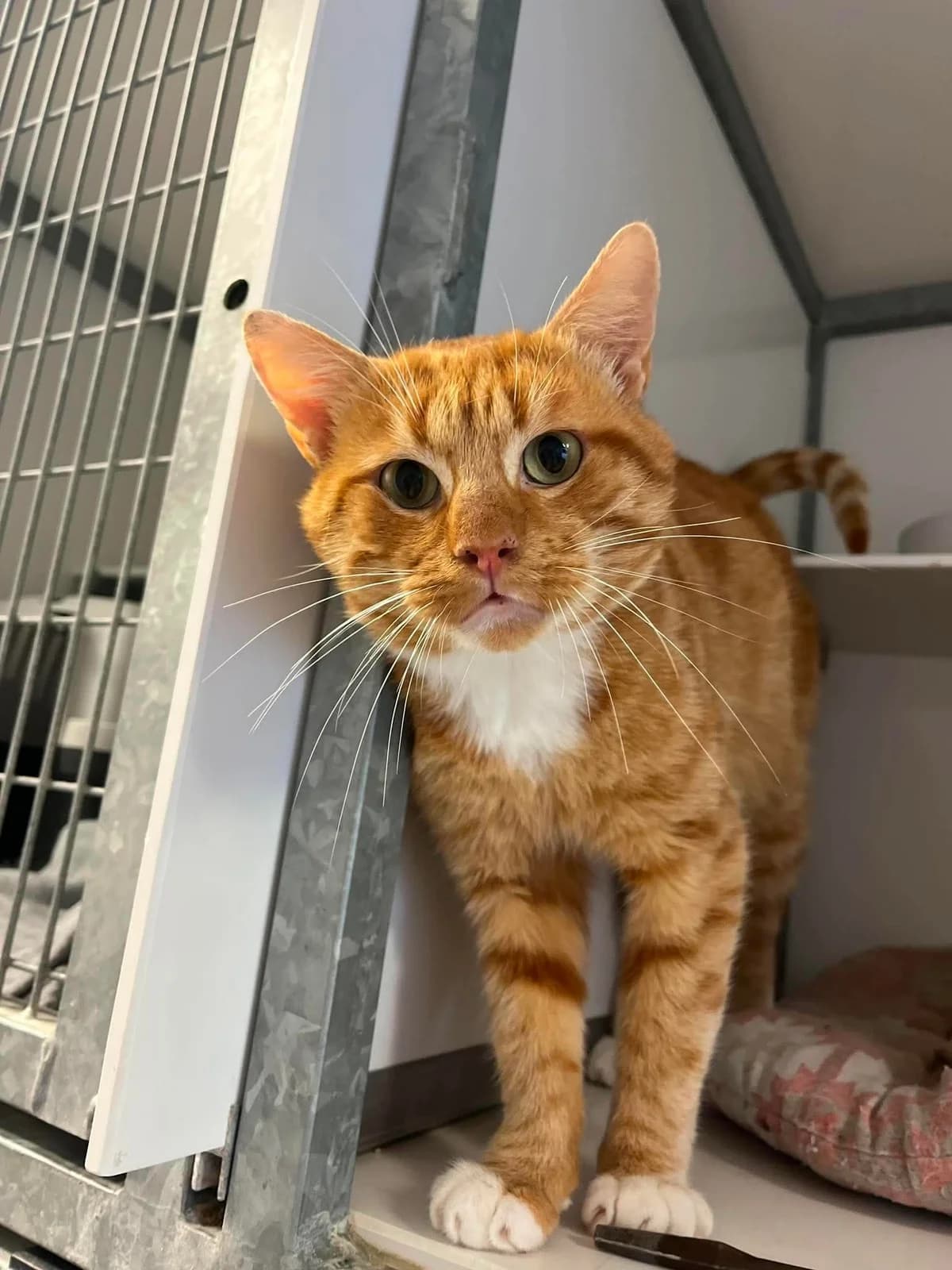 Scoubidou, 5yo Mixed Breed for adoption at Arche de Noé Brest