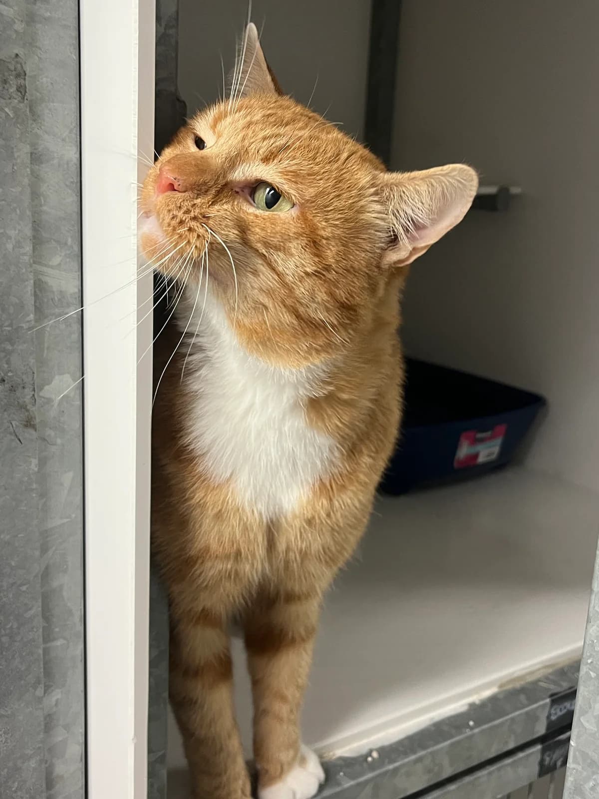 Scoubidou, male 5yo Mixed Breed for adoption at Arche de Noé Brest
