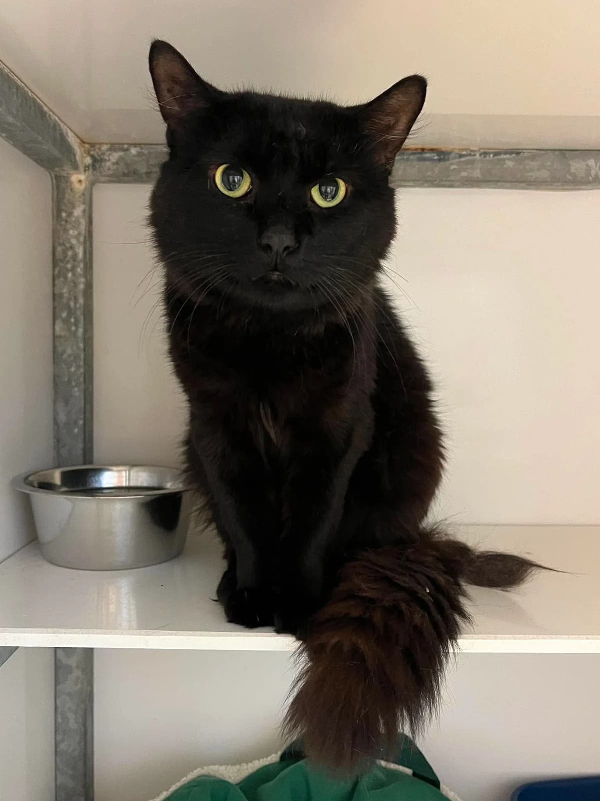 Vagabond, male young Mixed Breed for adoption at Arche de Noé Brest