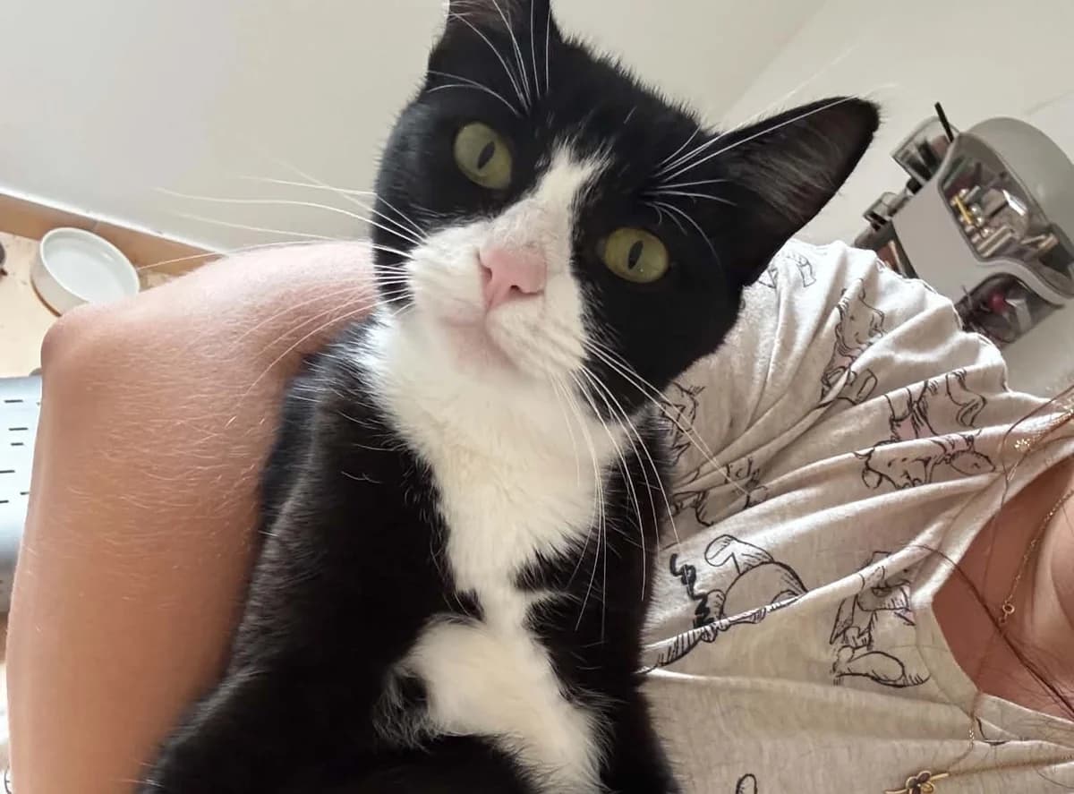 Cruella, female young Mixed Breed for adoption at Arche de Noé Brest