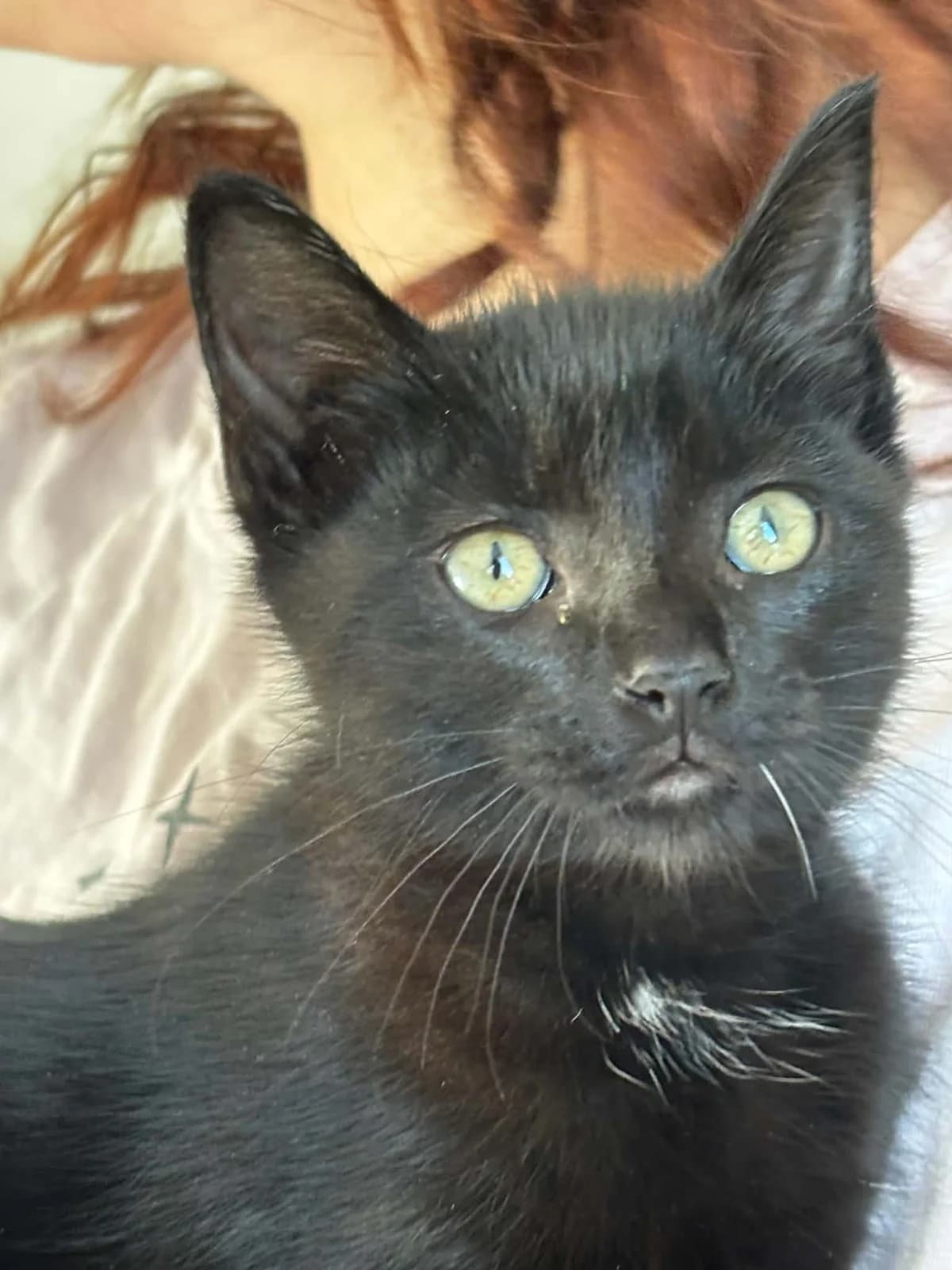Belladone, female puppy Mixed Breed for adoption at Arche de Noé Brest