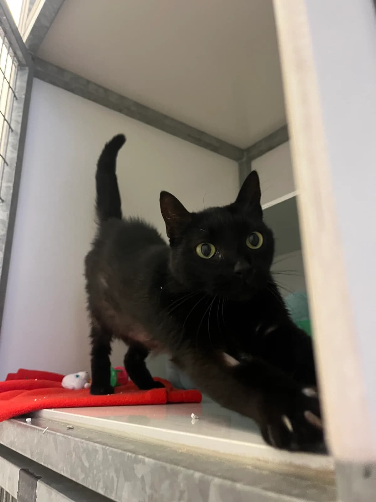 Sunny, male 5yo Mixed Breed for adoption at Arche de Noé Brest
