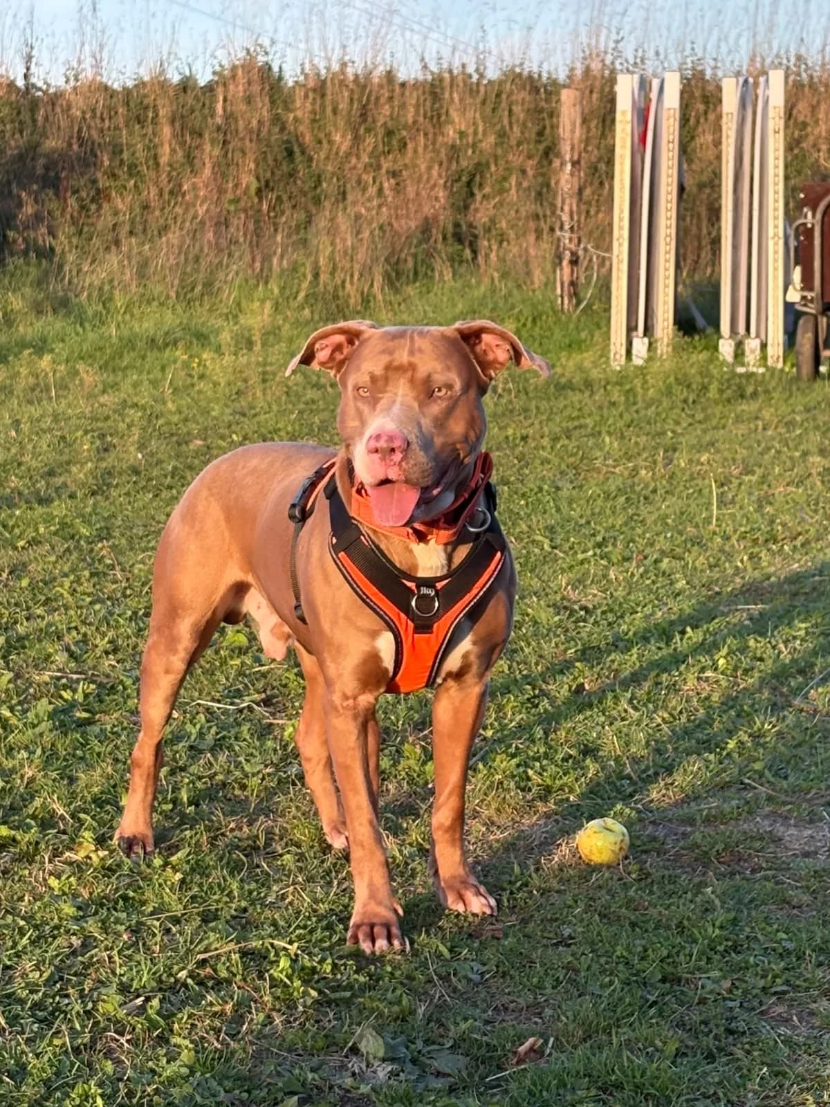Ghost, male 6yo Mixed Breed for adoption at Arche de Noé Brest