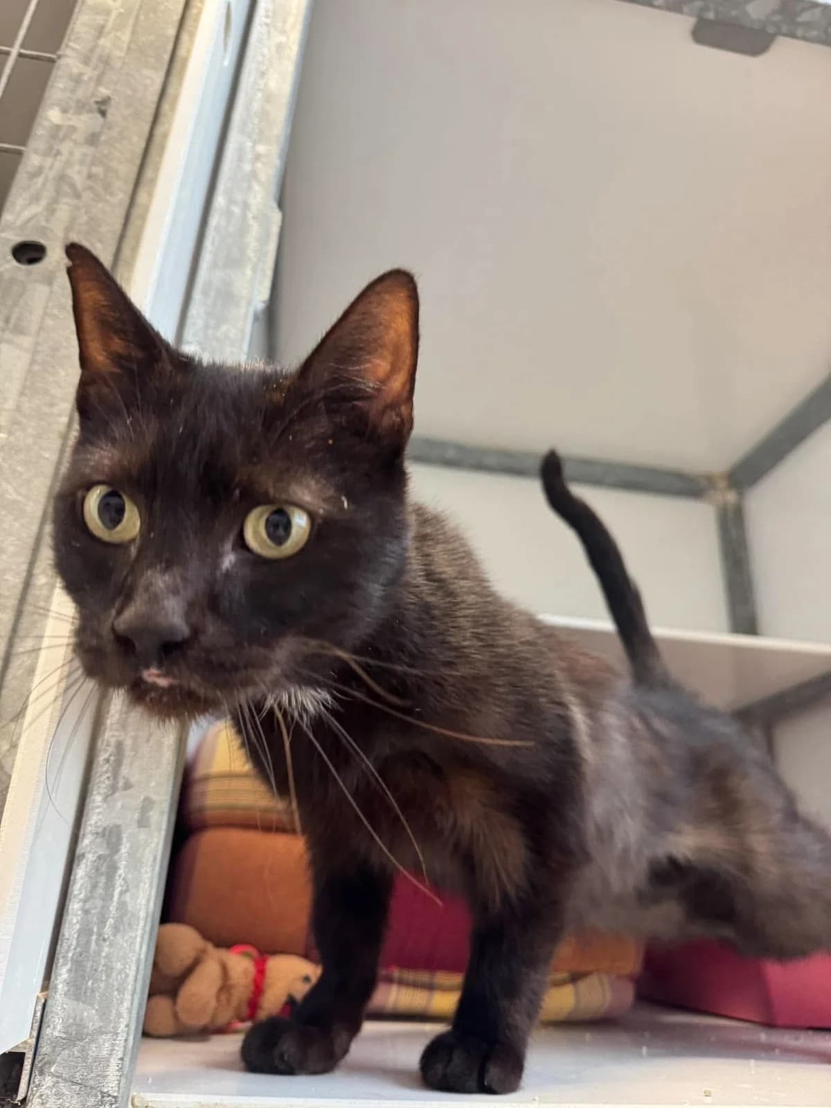 Rocky, male 6yo Mixed Breed for adoption at Arche de Noé Brest