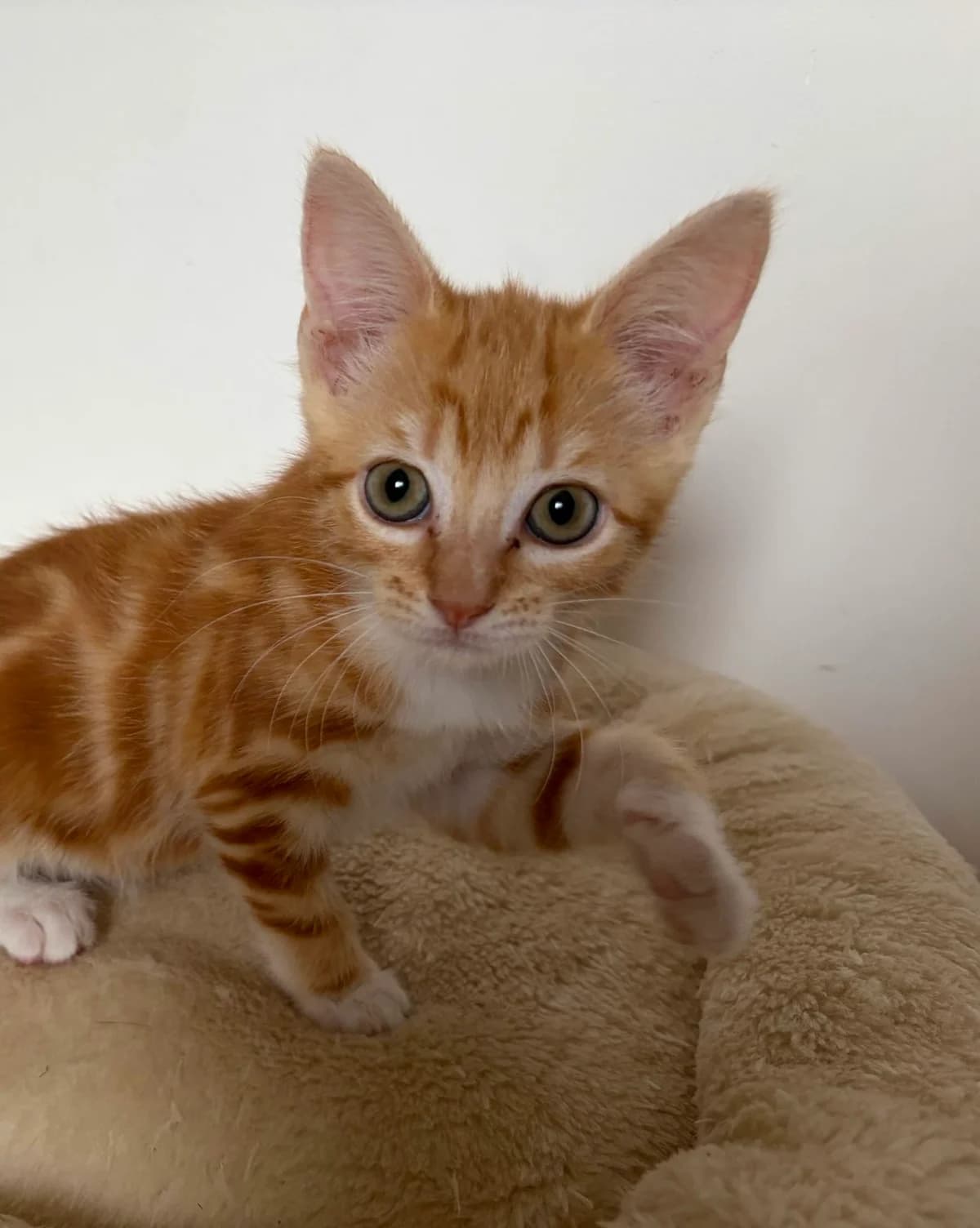 BISOU, female puppy European Shorthair for adoption at L