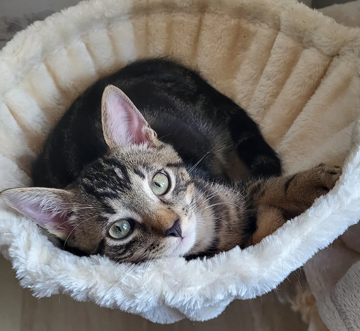 BONO, male puppy European Shorthair for adoption at L