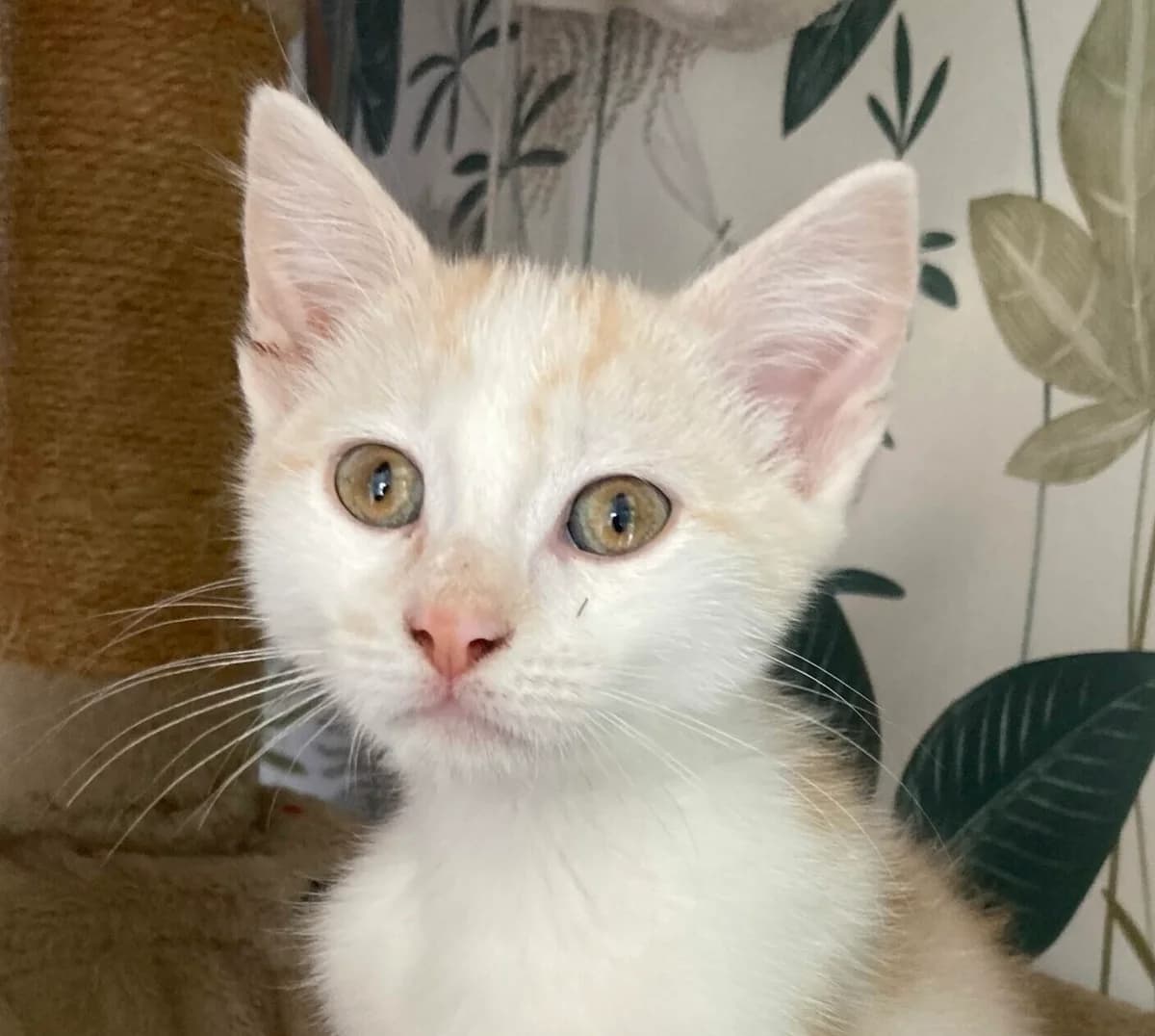BOWEN, male puppy European Shorthair for adoption at L