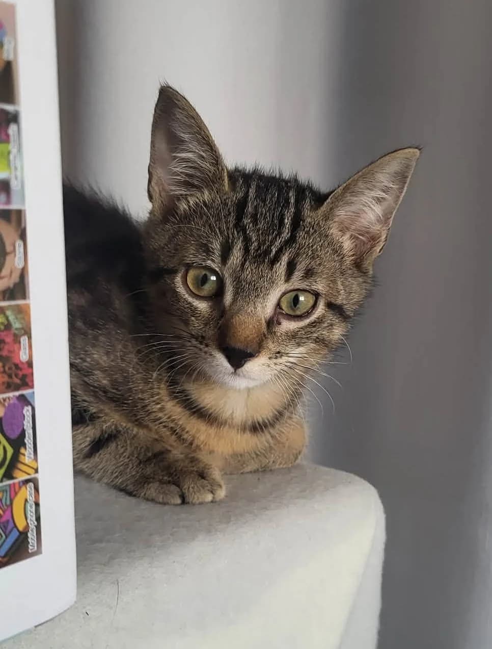 BUCK, male puppy European Shorthair for adoption at L