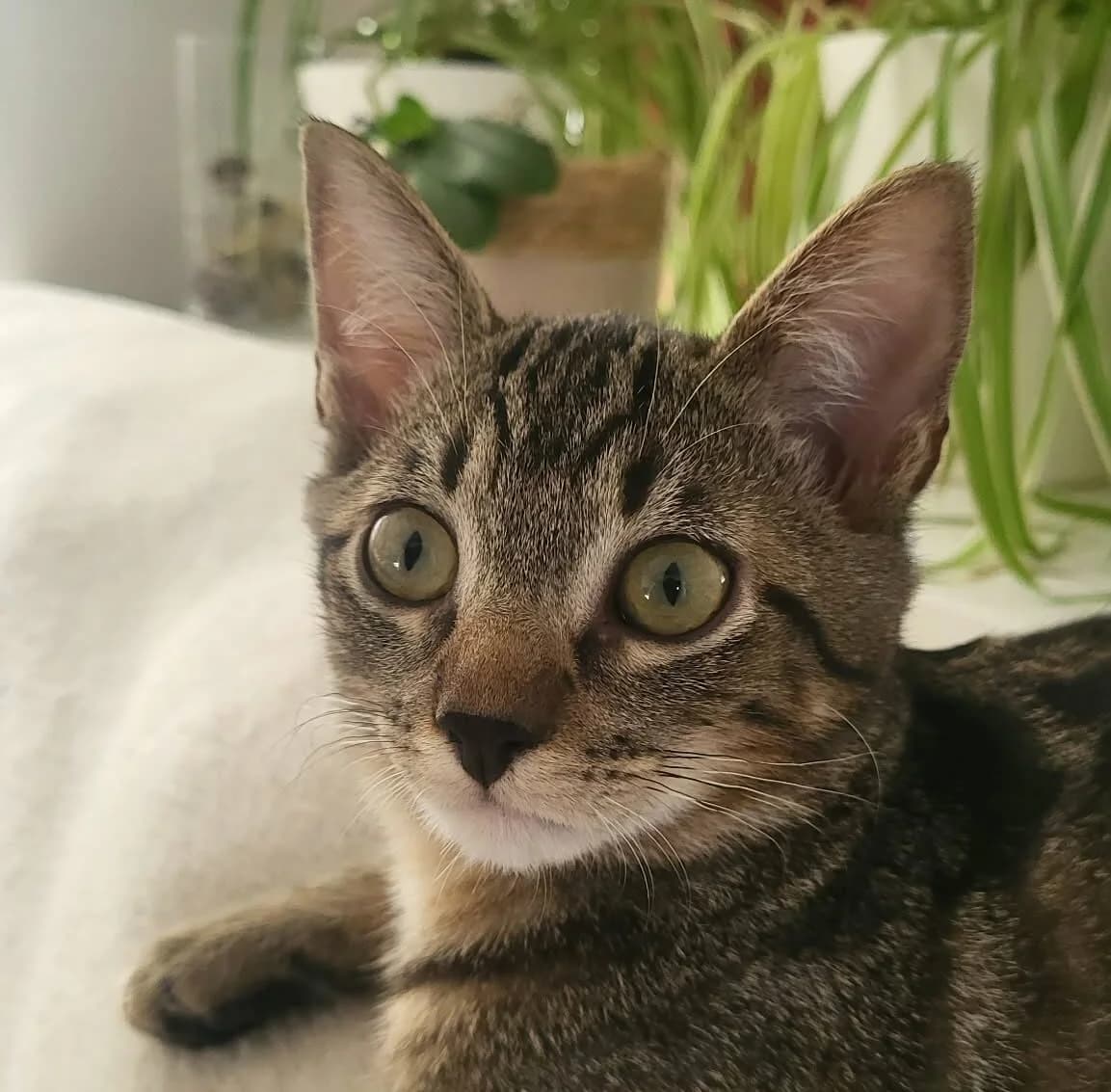 BUCK, male puppy European Shorthair for adoption at L