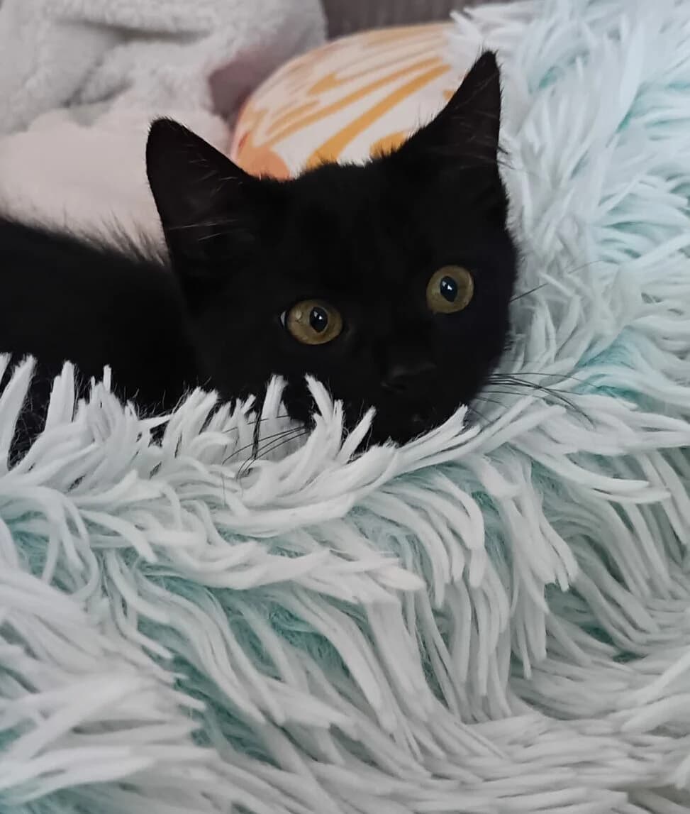 BULMA, female puppy European Shorthair for adoption at L