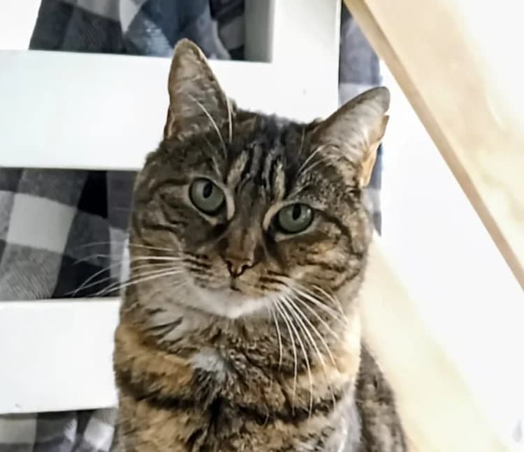 NAKAMA, female senior European Shorthair for adoption at L