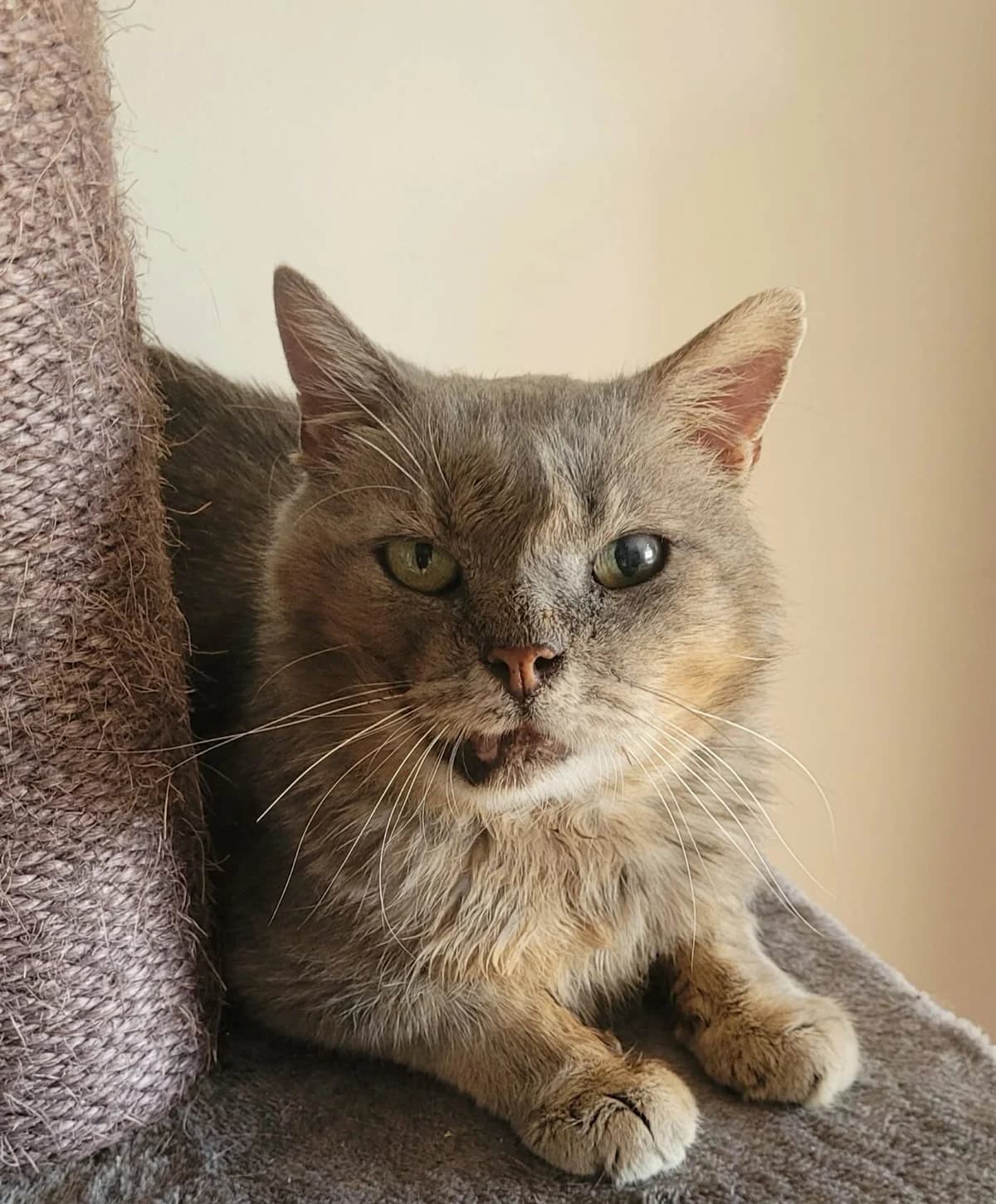 RUSTY, male 6yo European Shorthair for adoption at L