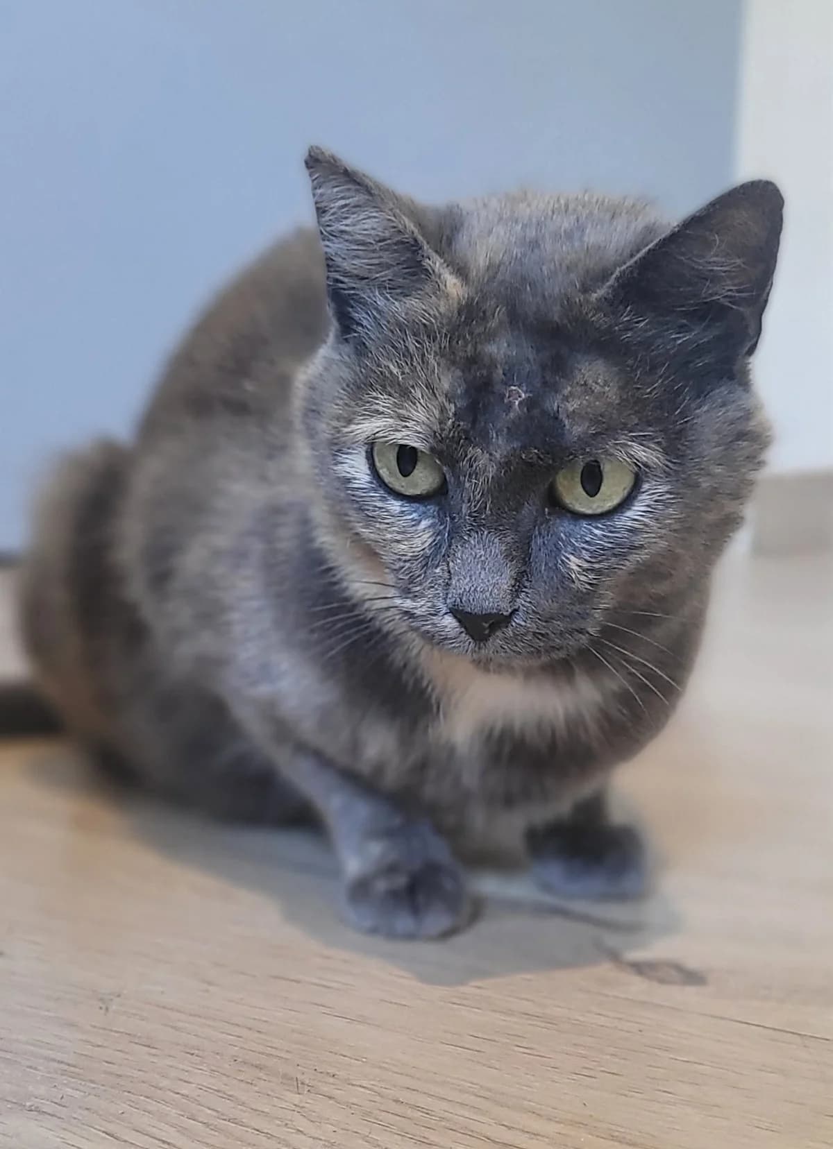 SATIE, female 5yo European Shorthair for adoption at L