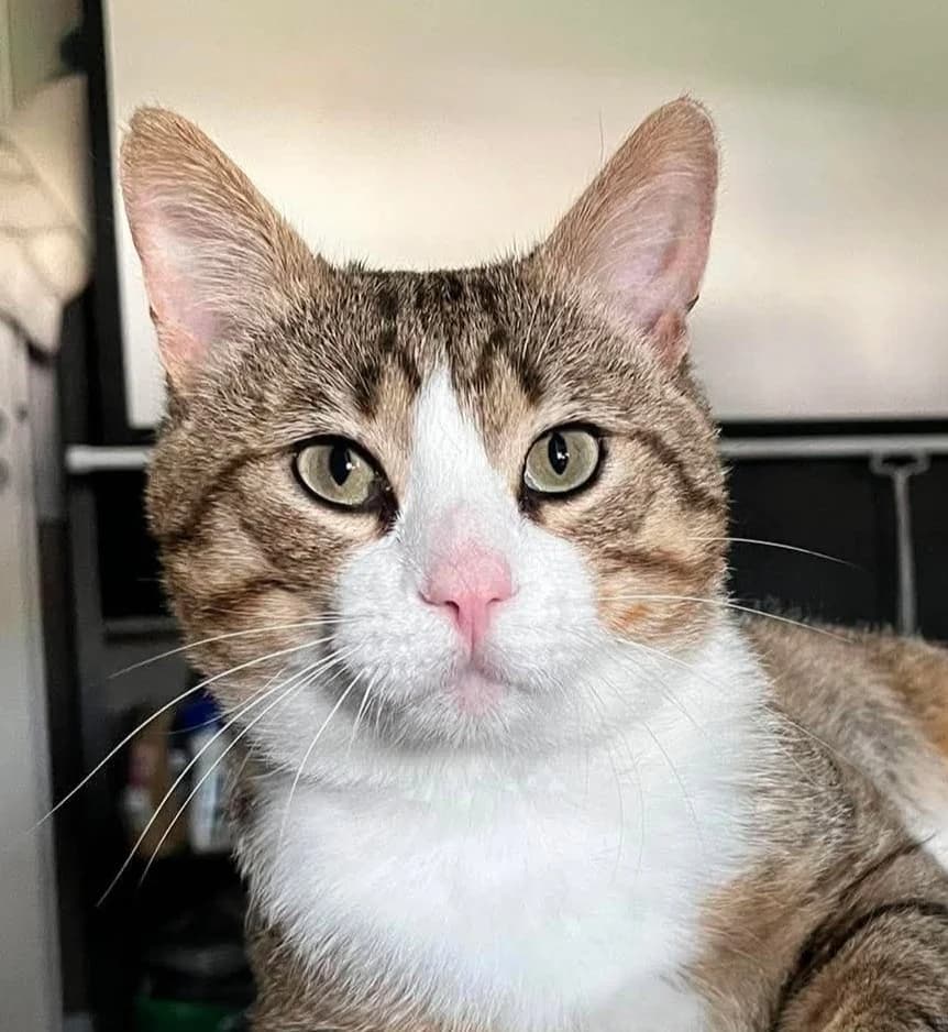 TOMMY, male young European Shorthair for adoption at L