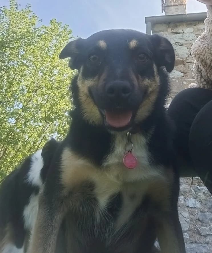 Kélina, female 3yo mixed breed for adoption at L, Noisy-le-Grand