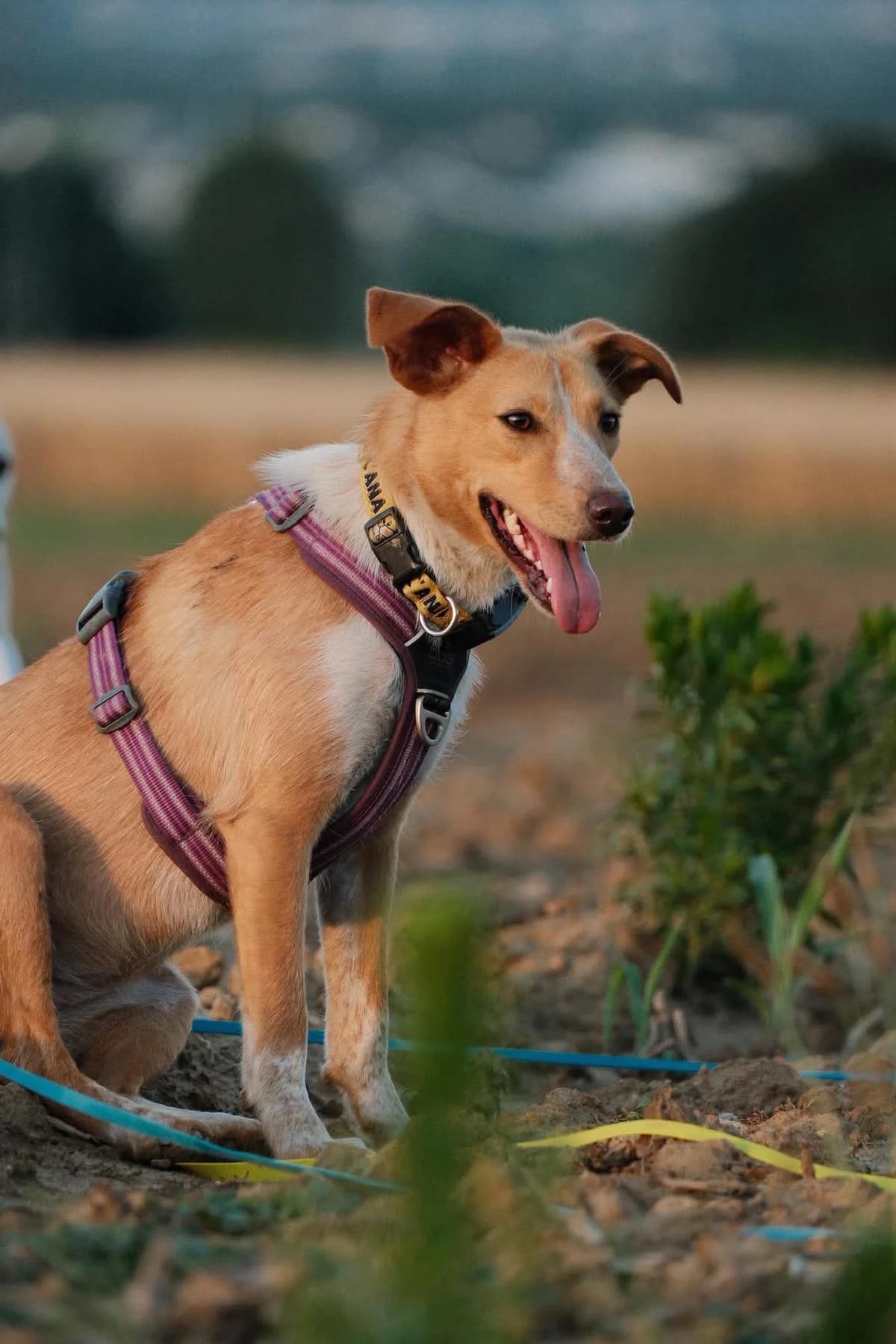 Lyris, female young mixed breed for adoption at L, Noisy-le-Grand