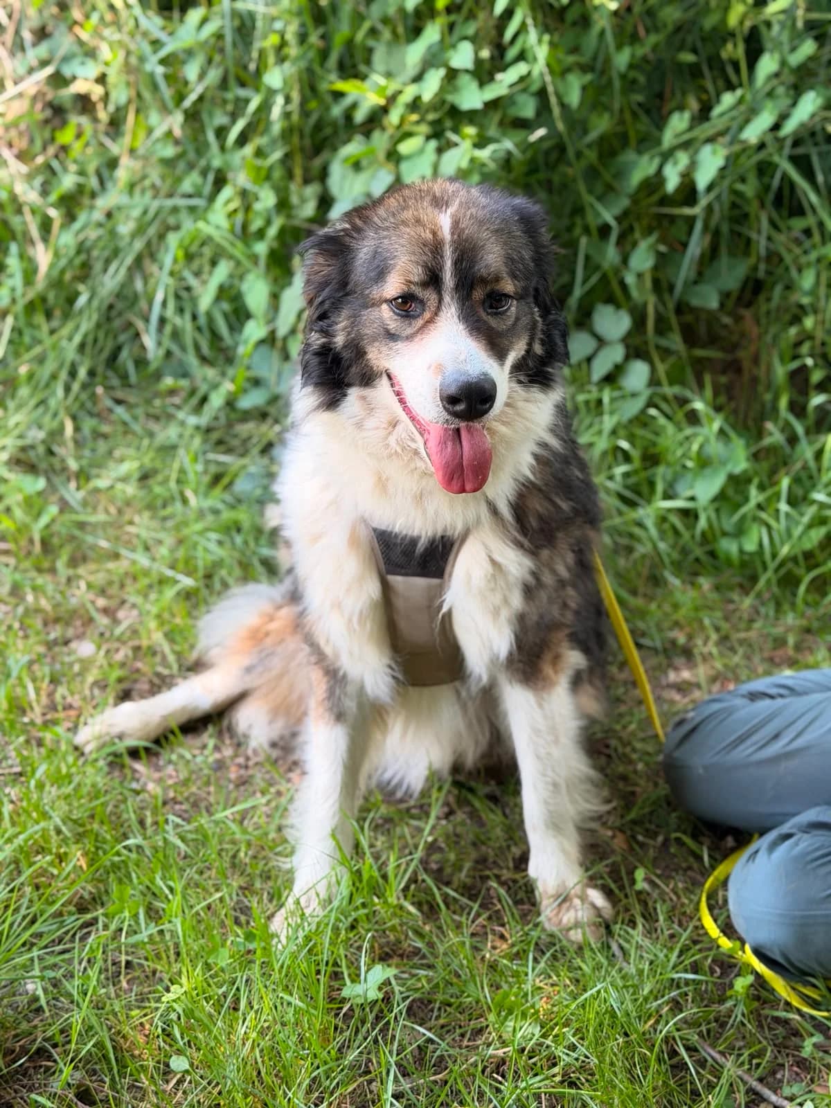 Kaly (pension), female 3yo mixed breed for adoption at L, Noisy-le-Grand
