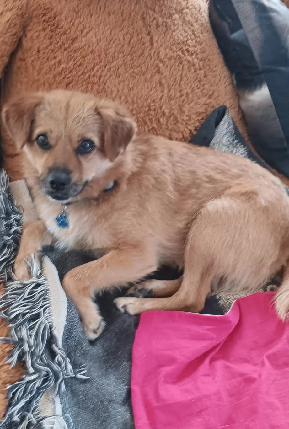 Muffin, male 5yo mixed breed for adoption at L, Noisy-le-Grand