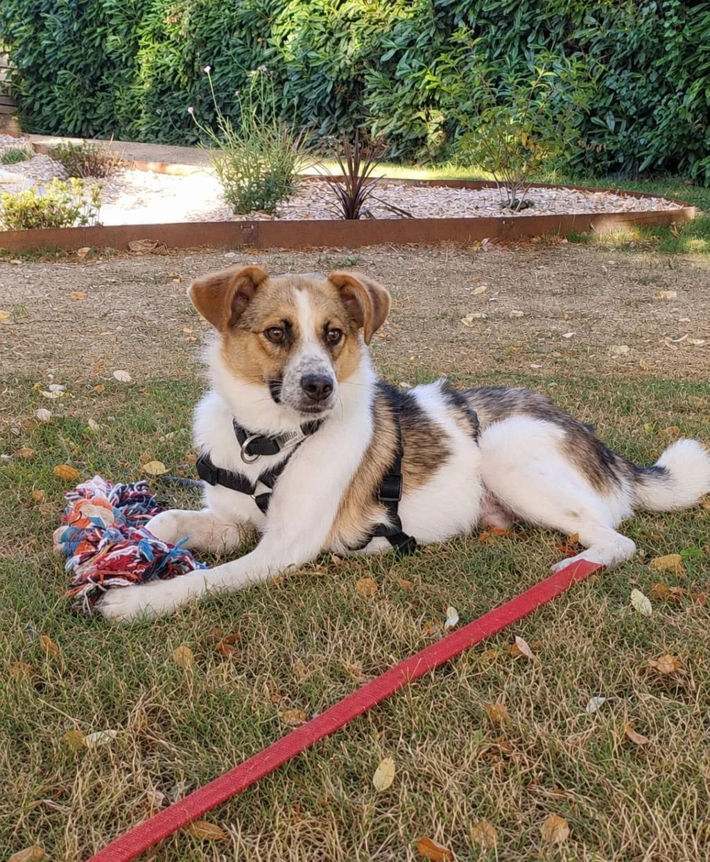 Nooky, male young mixed breed for adoption at L, Noisy-le-Grand