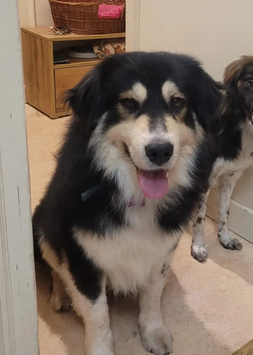 Nyssen, male 3yo mixed breed for adoption at L, Noisy-le-Grand