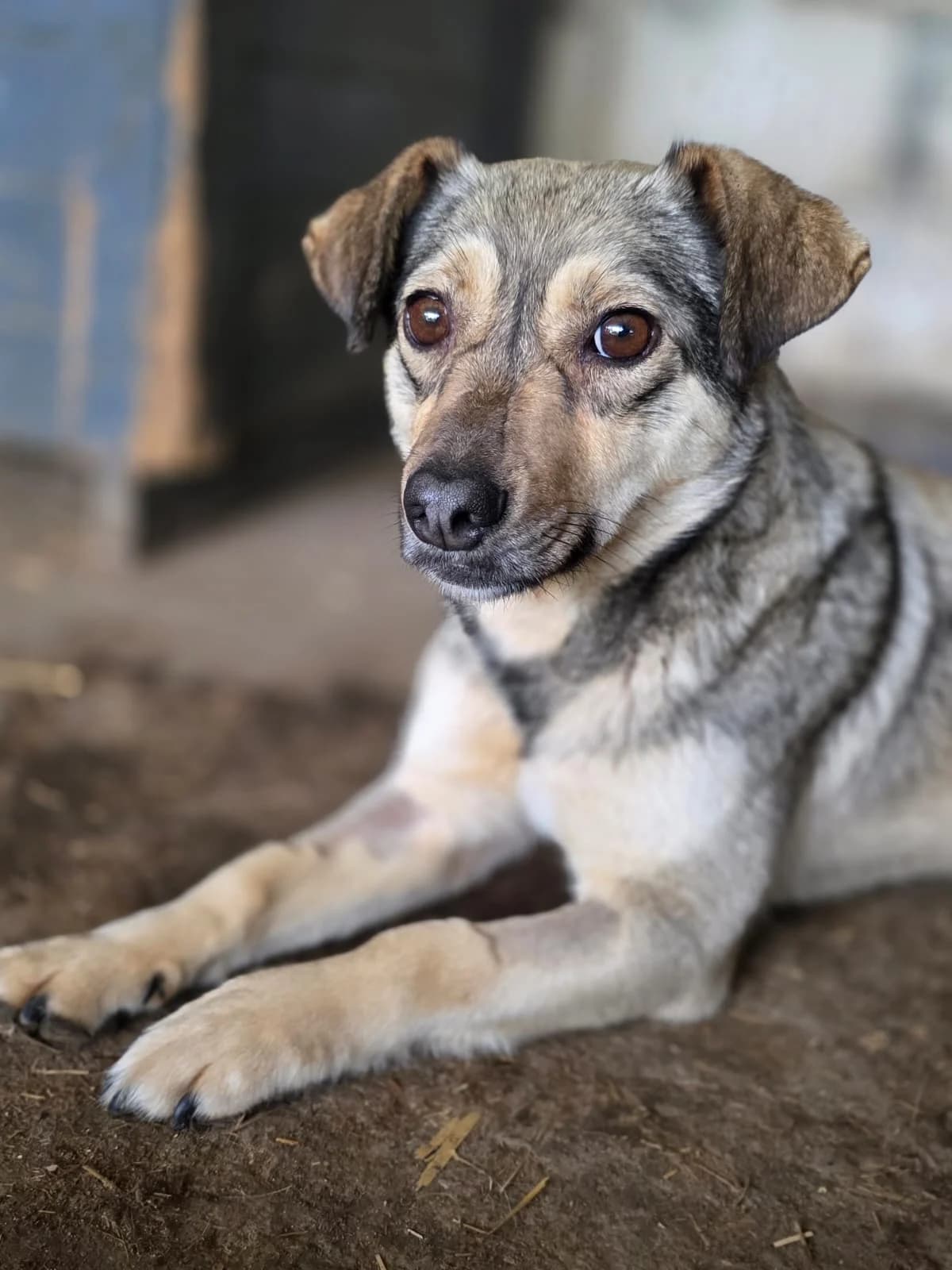Rinah, female young mixed breed for adoption at L, Noisy-le-Grand