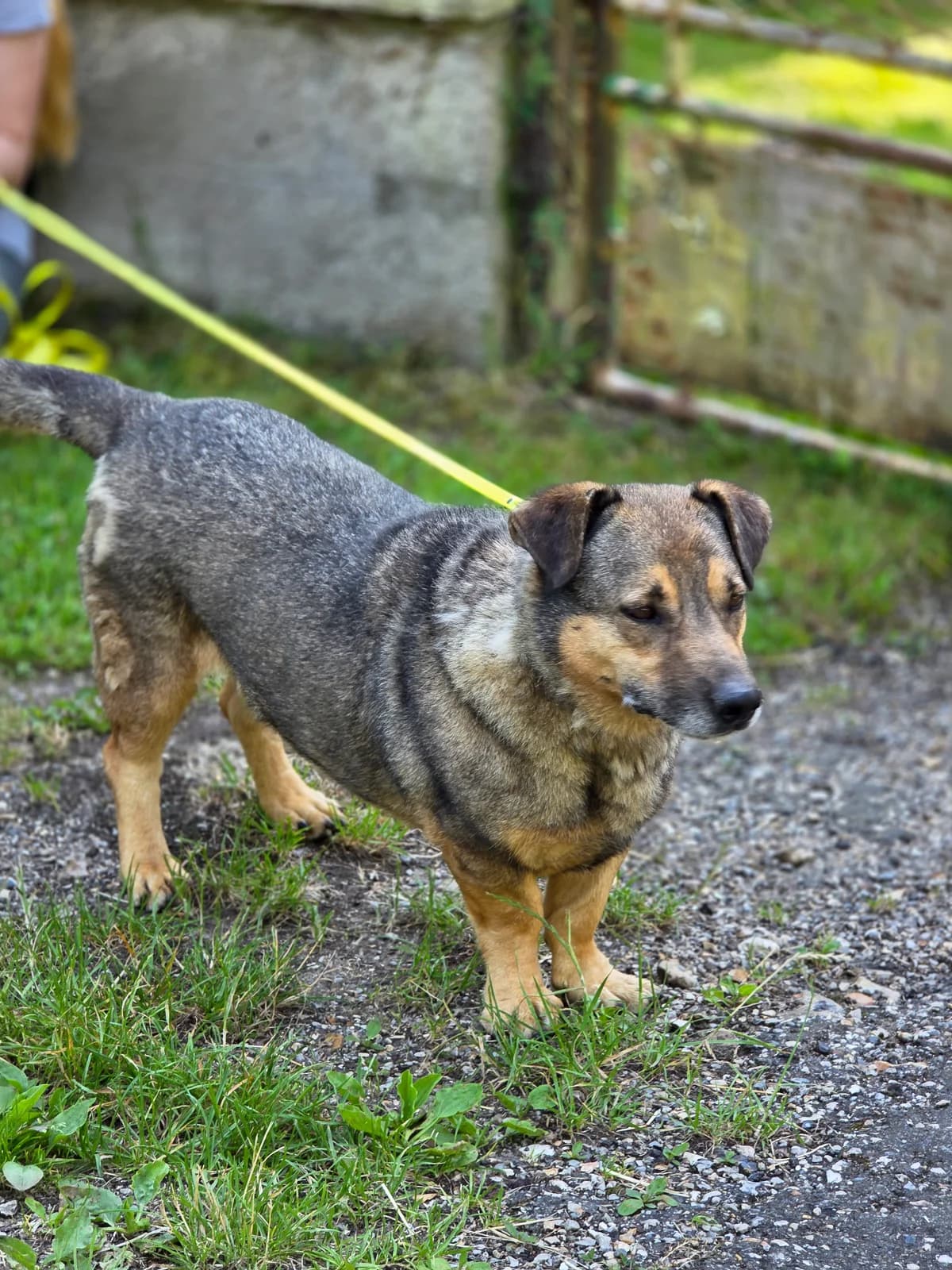 Middleton (pension), male senior mixed breed for adoption at L, Noisy-le-Grand