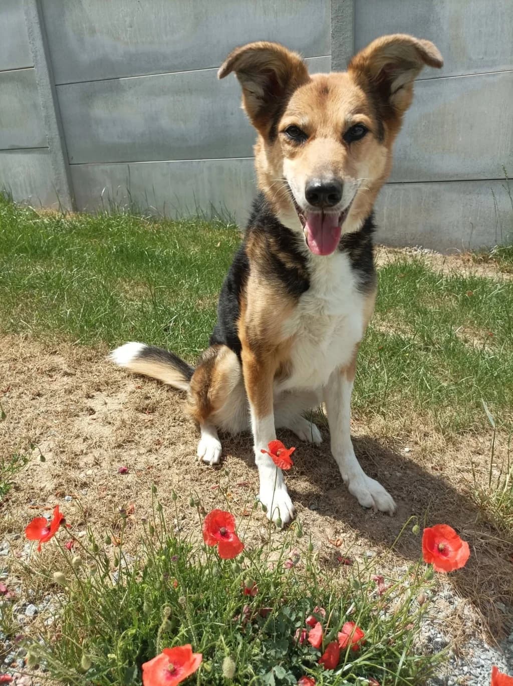 Kimy, female senior mixed breed for adoption at L, Noisy-le-Grand
