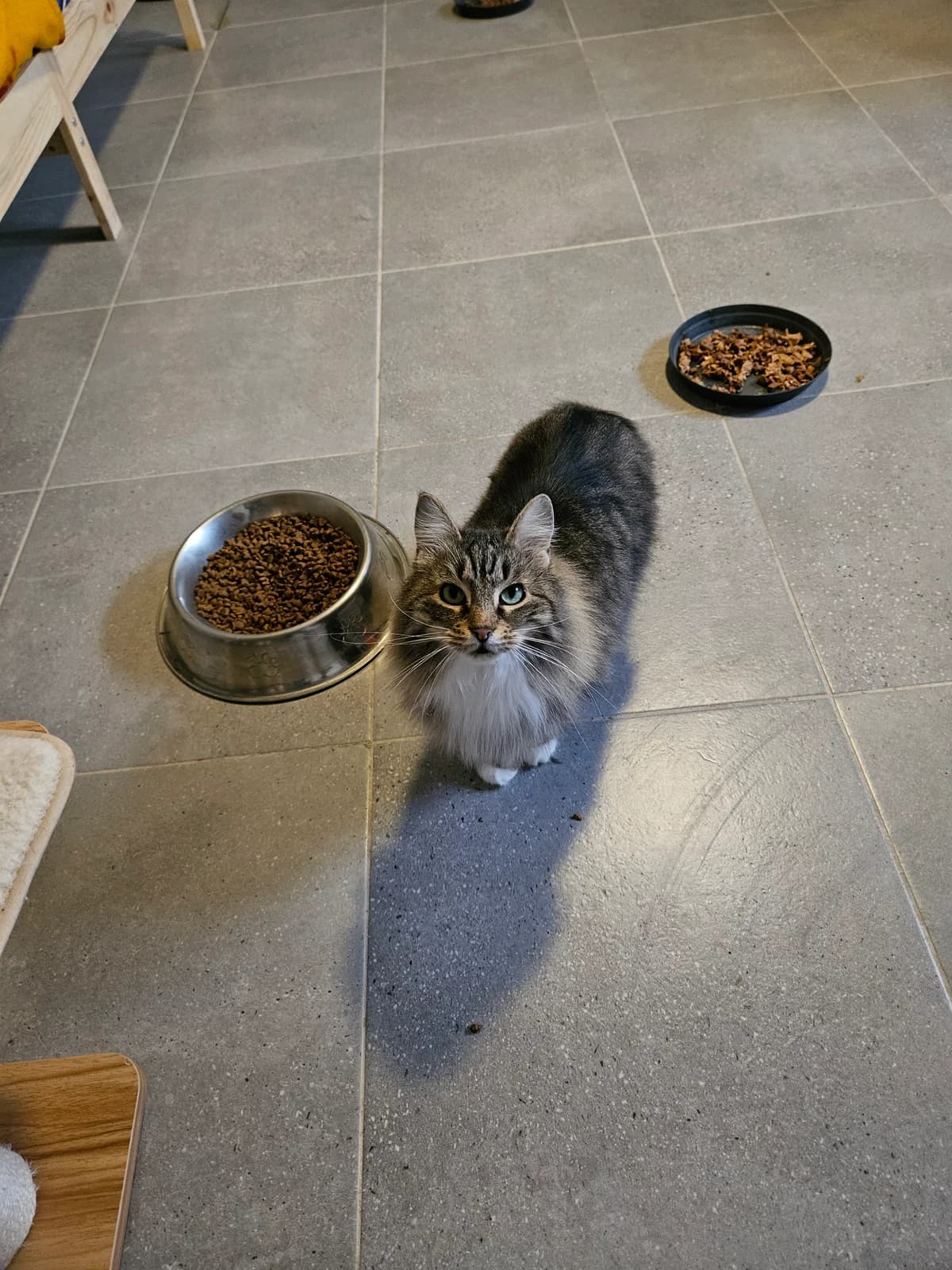 6583, female 5yo European Shorthair for adoption at ARPA Nice