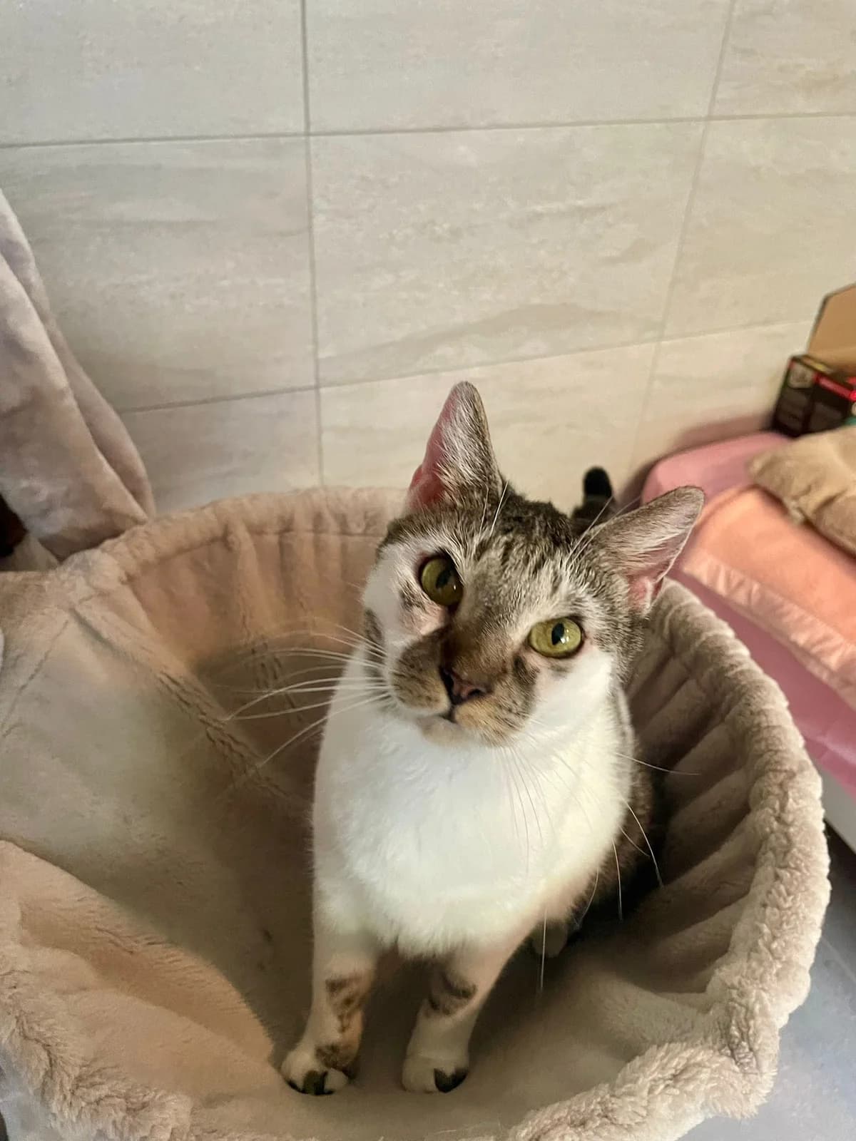 Angel, male 4yo European Shorthair for adoption at ARPA Nice